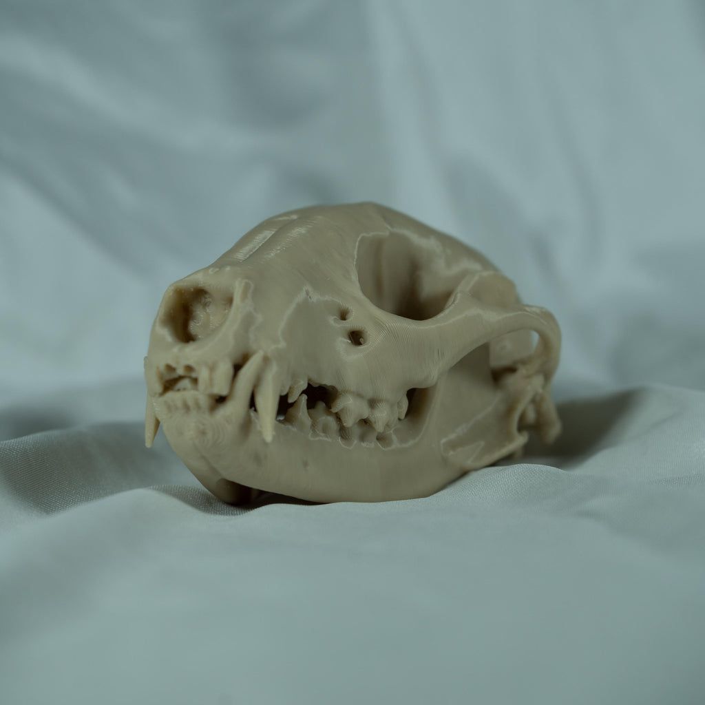 Raccoon Skull - Life Size 3D Print