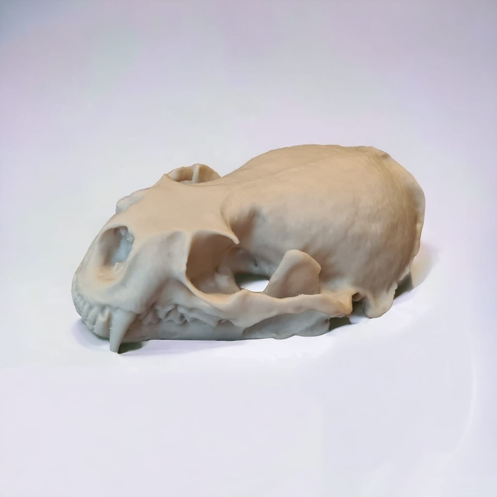 River Otter Skull - Life Size 3D Print