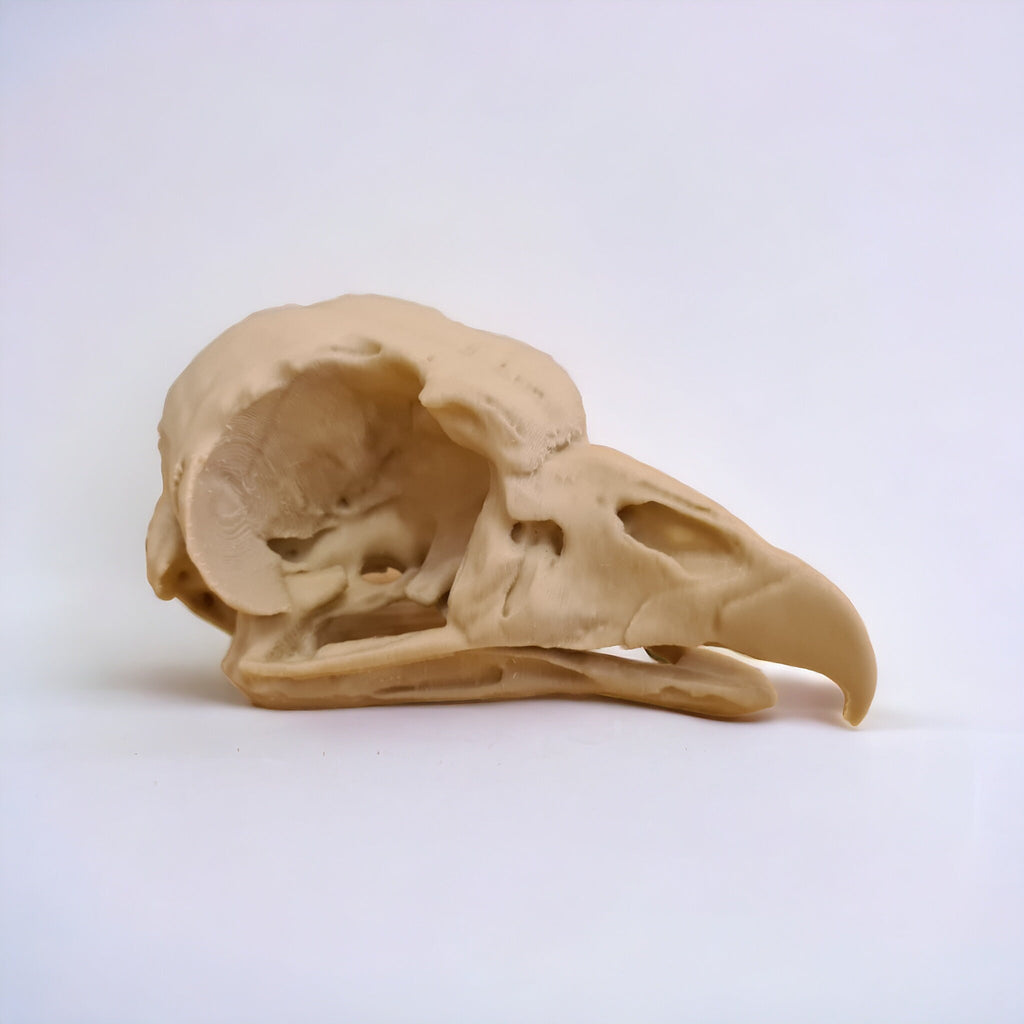 King Vulture Skull - Life Size 3D Print