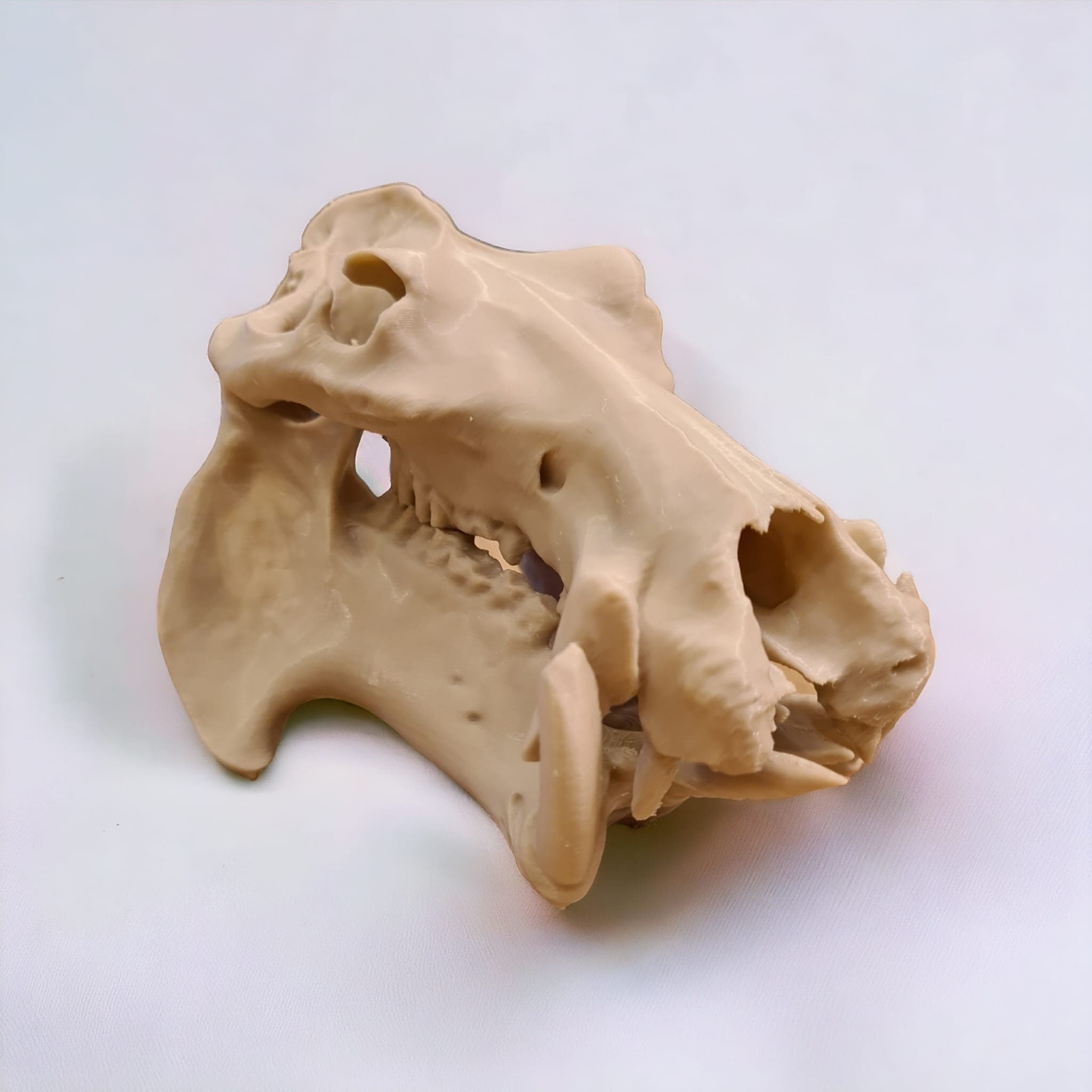 Scaled Down Hippo (Hippopotamus) Skull Replica – Realistic 3D Printed Bone Model