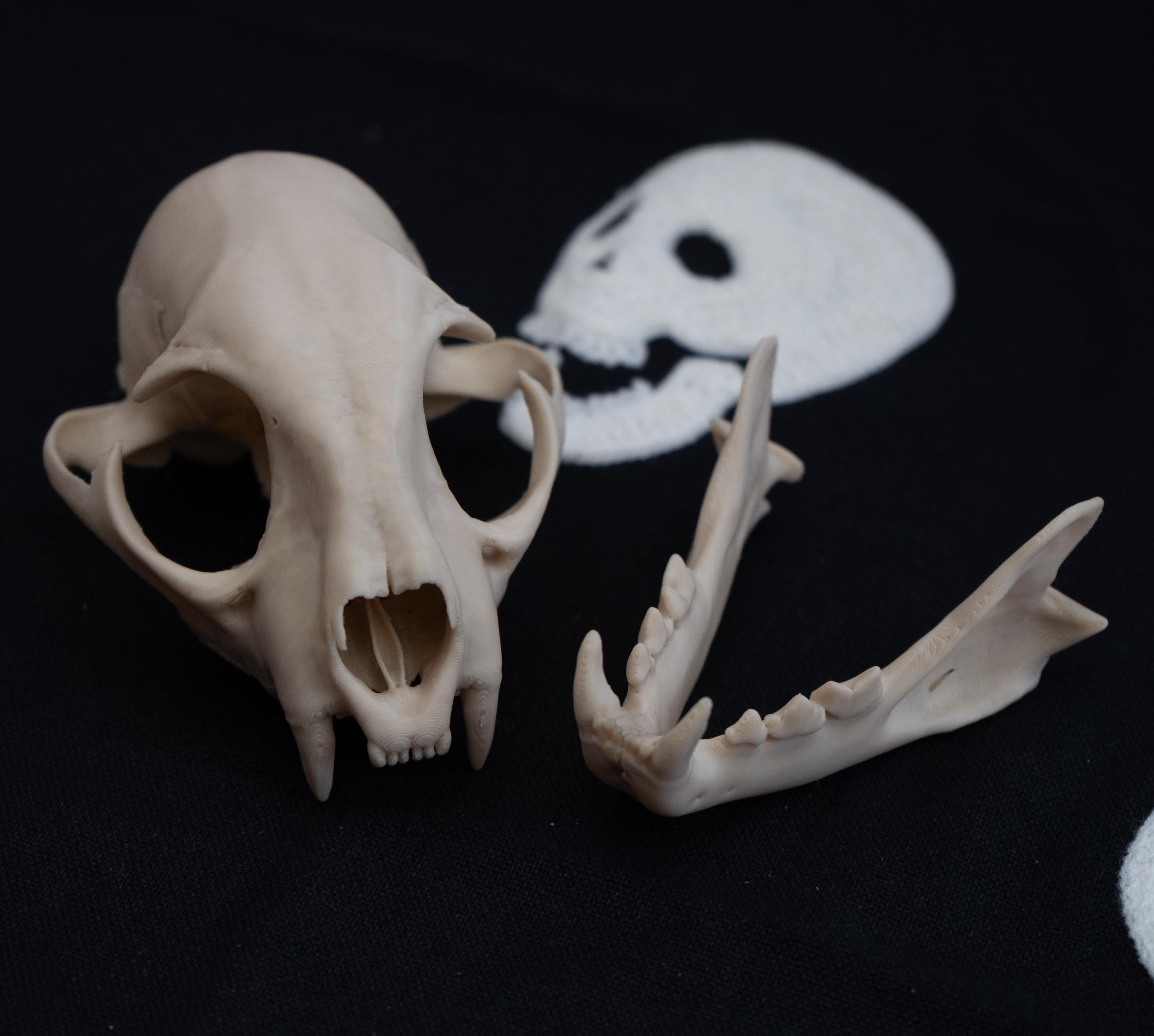 Bobcat Skull - Life Size 3D Print