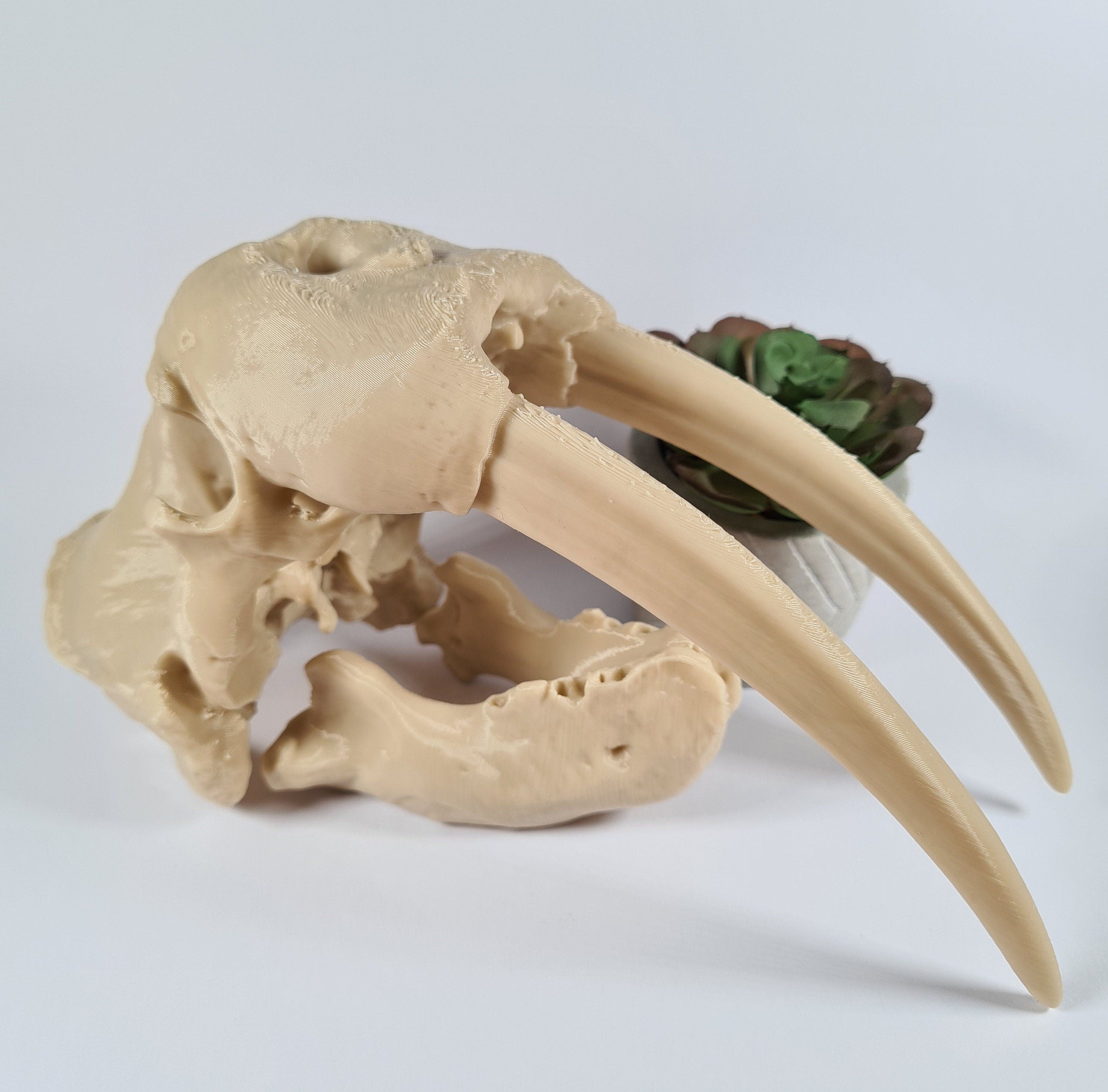 Beige skull with large tusks on a white background