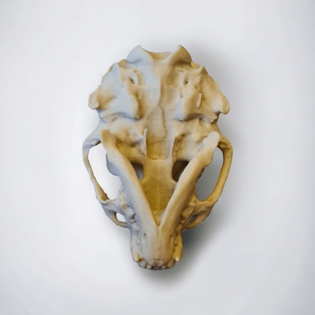 River Otter Skull - Life Size 3D Print