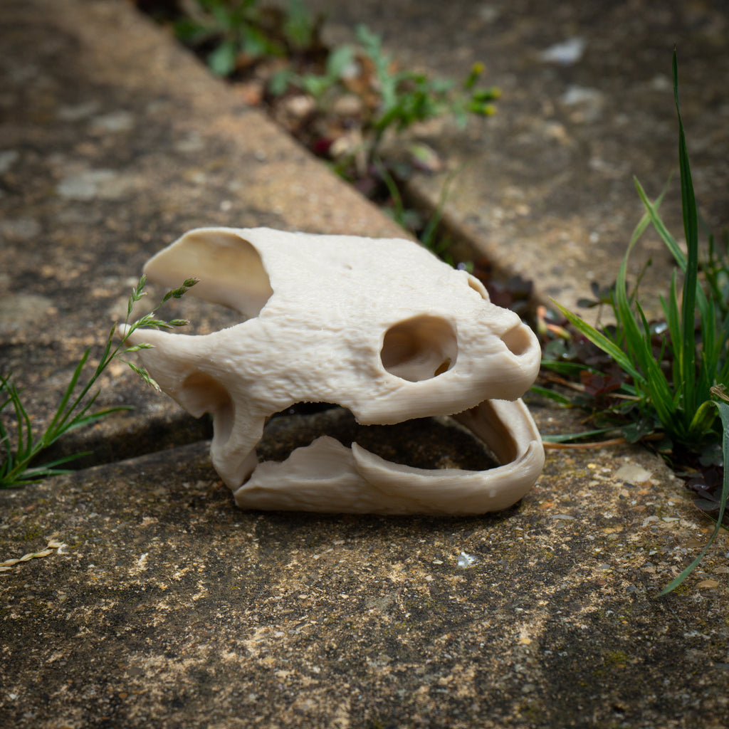 Snapping Turtle Skull - Life Size 3D Print