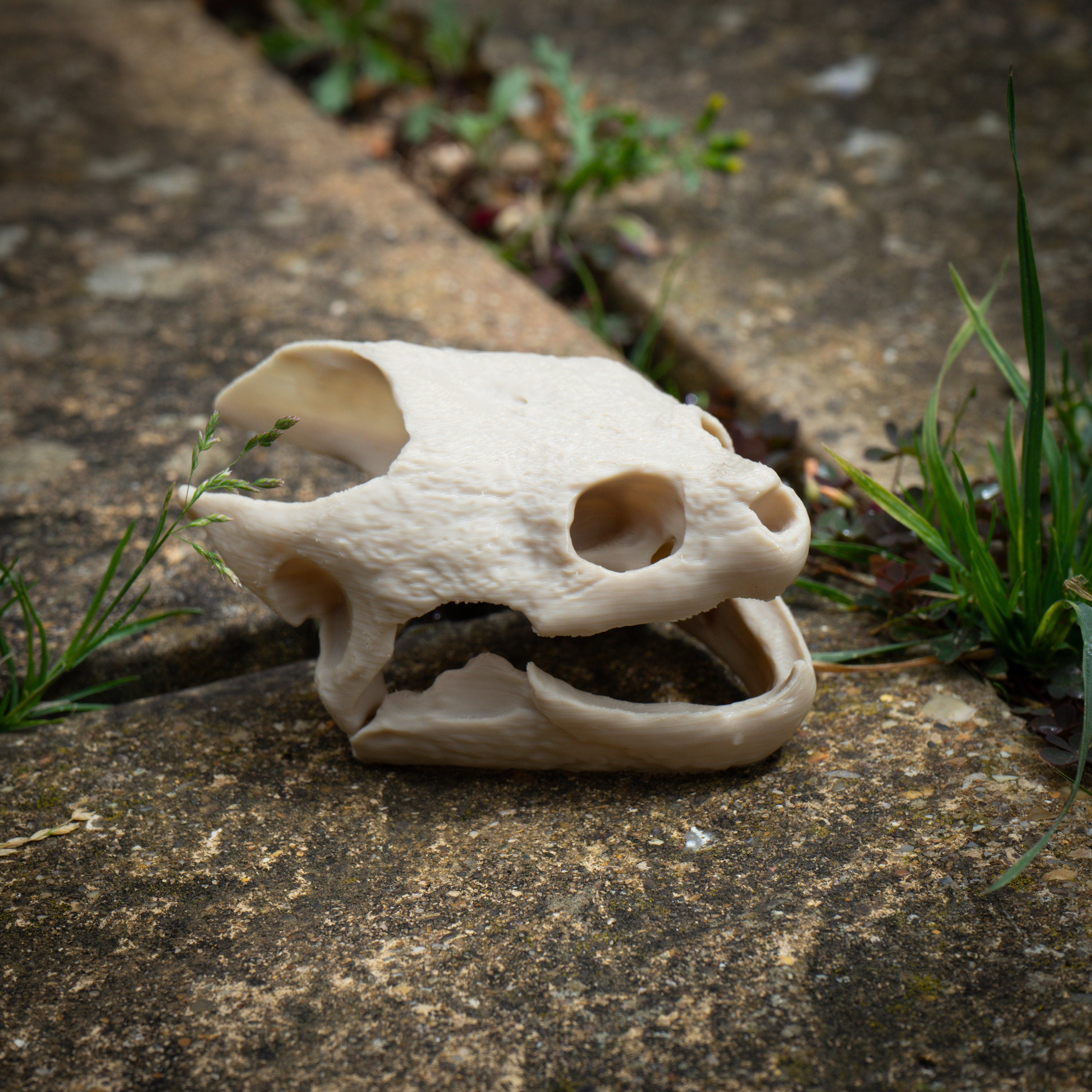 Snapping Turtle Skull - Life Size 3D Print