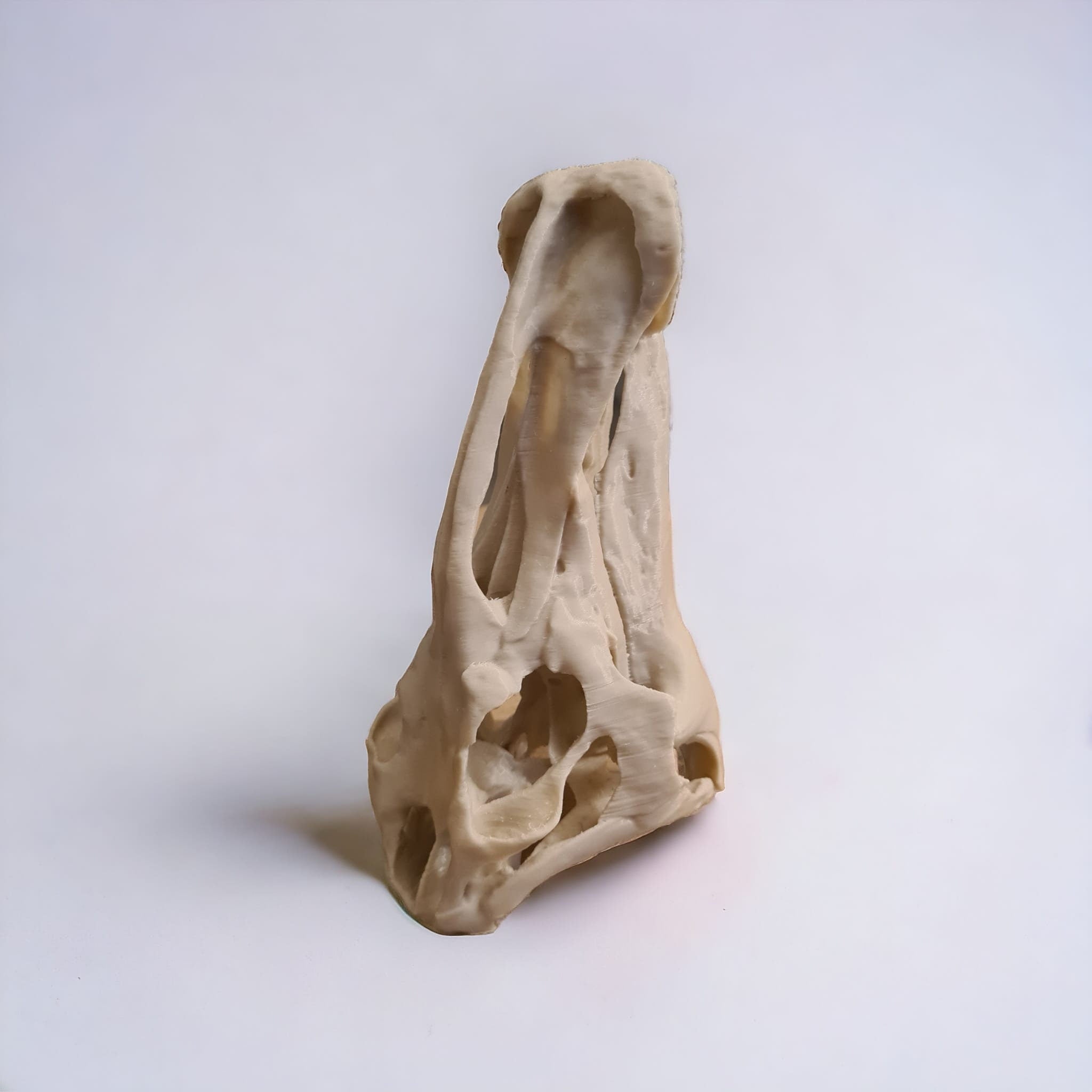 Edmontosaurus Dinosaur skull - 3D Print
