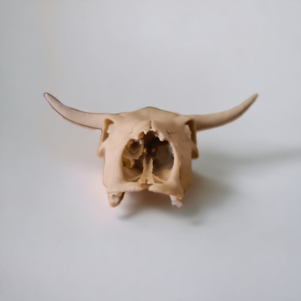 Cow Skull - 3D Print