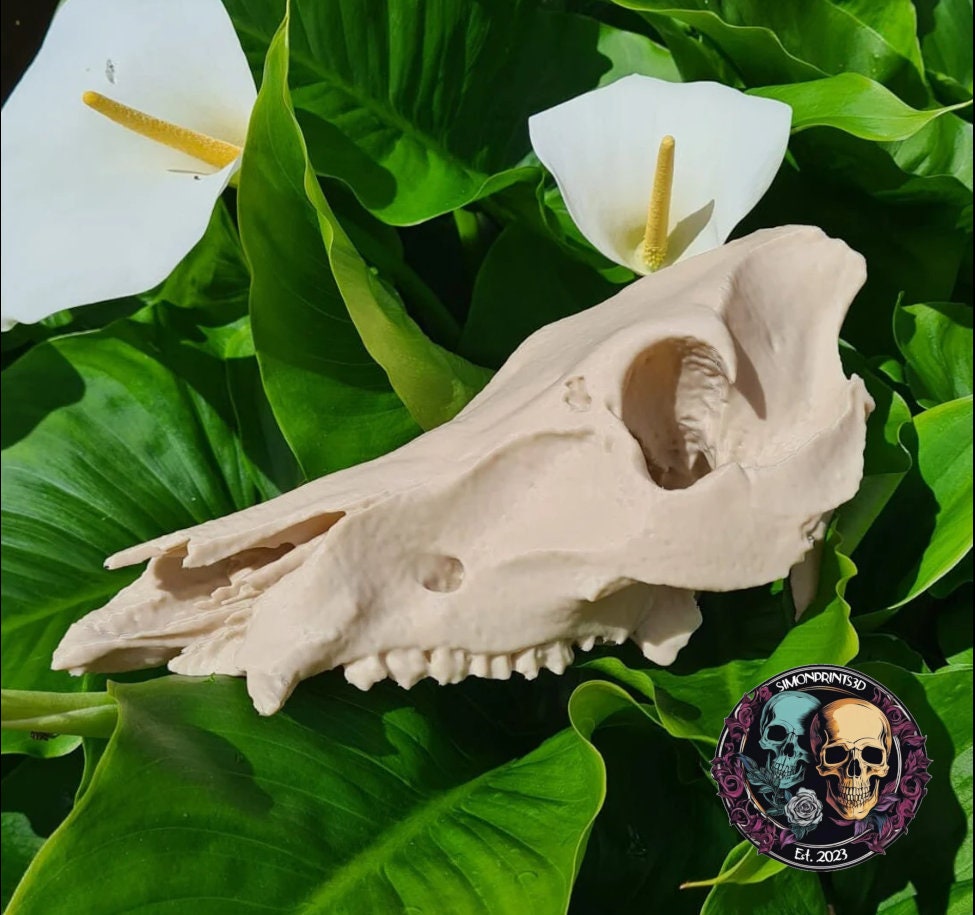 Boar Skull - Life Size 3D Print