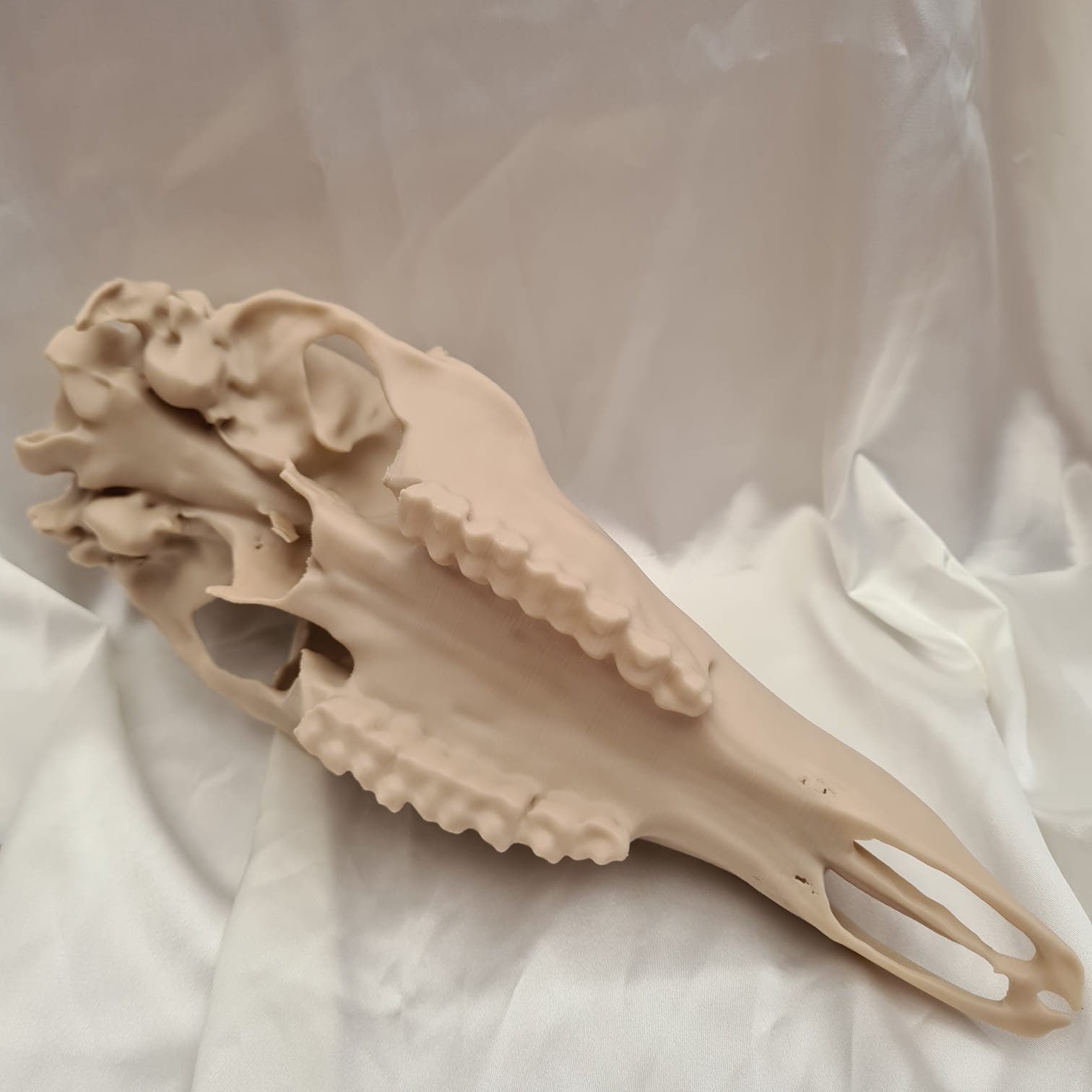 Deer skull - Life Size 3D Print