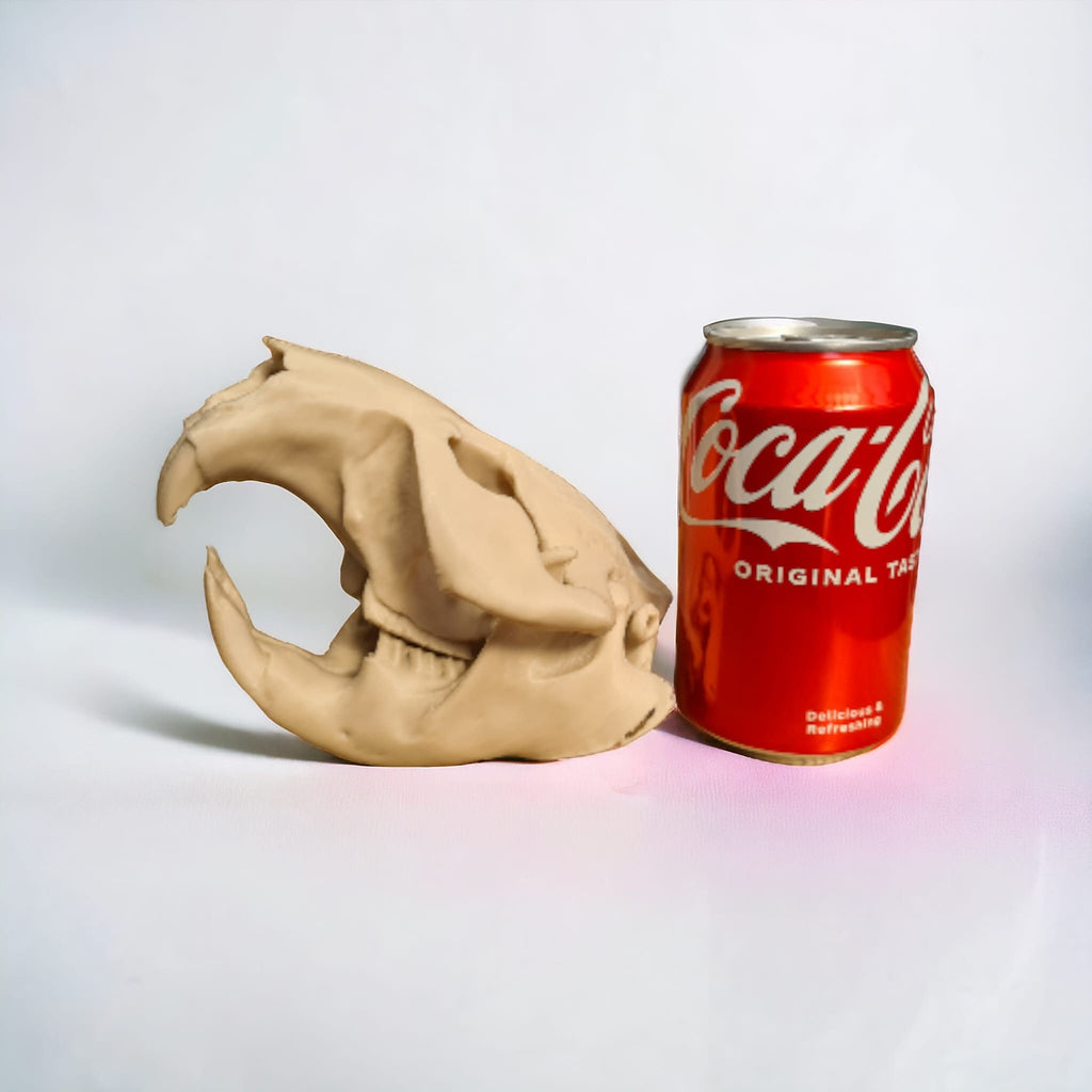 Beaver Skull - Life Size 3D Print