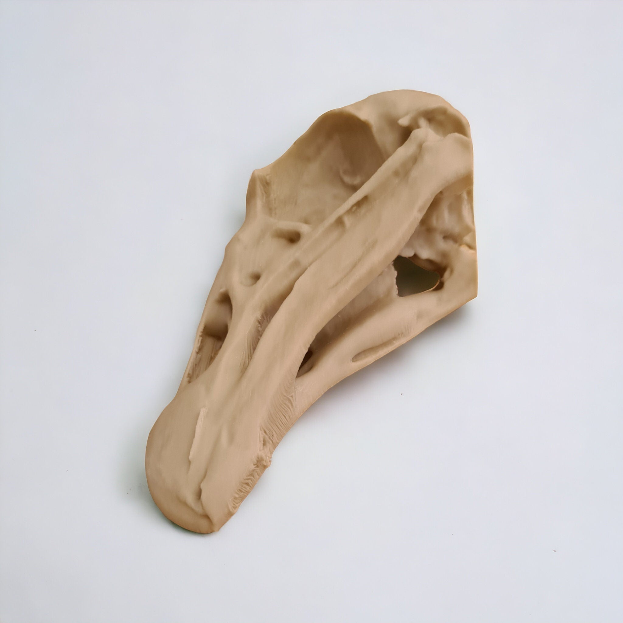 Black Vulture Skull - Life Size 3D Print