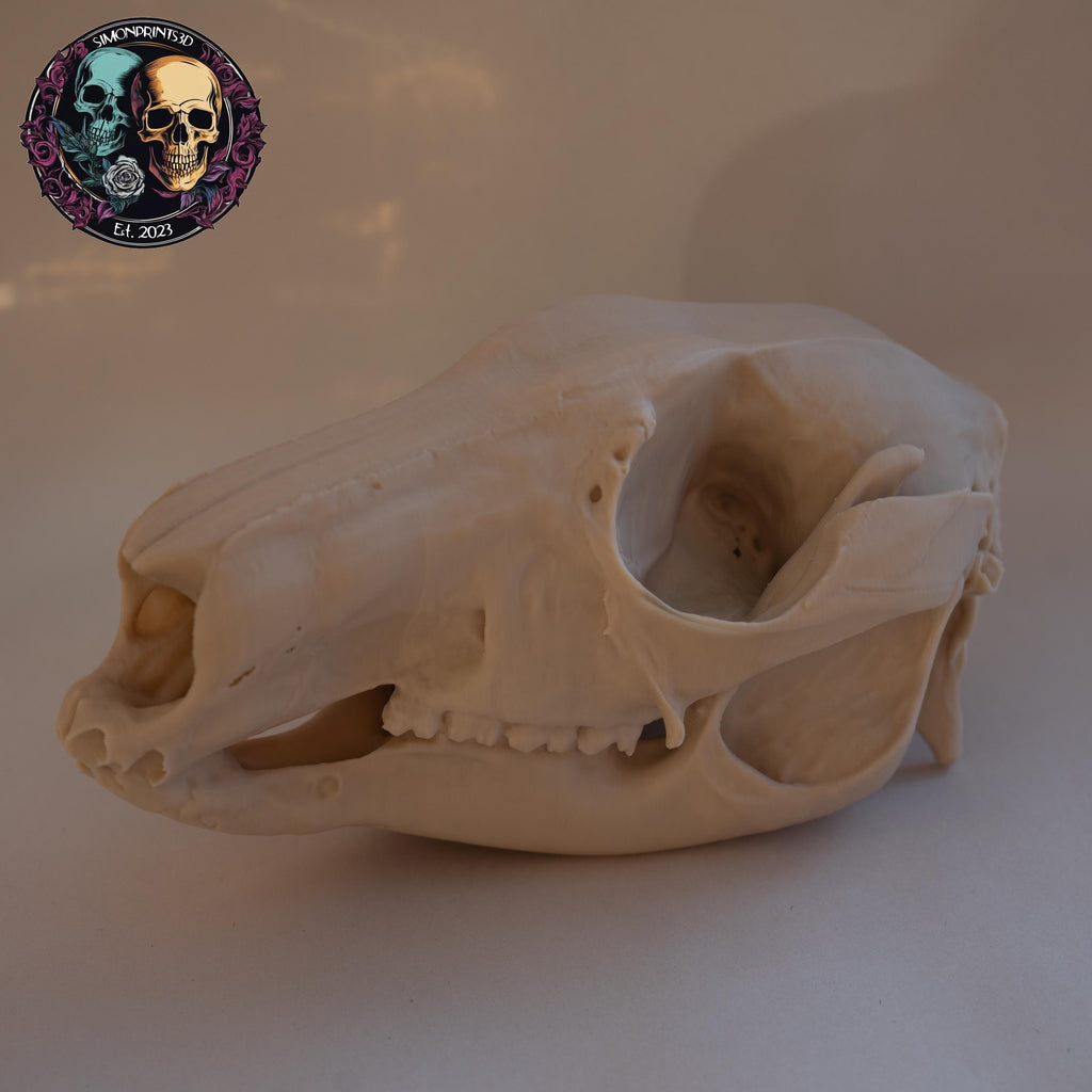 Wallaby Skull - Life Size 3D Print
