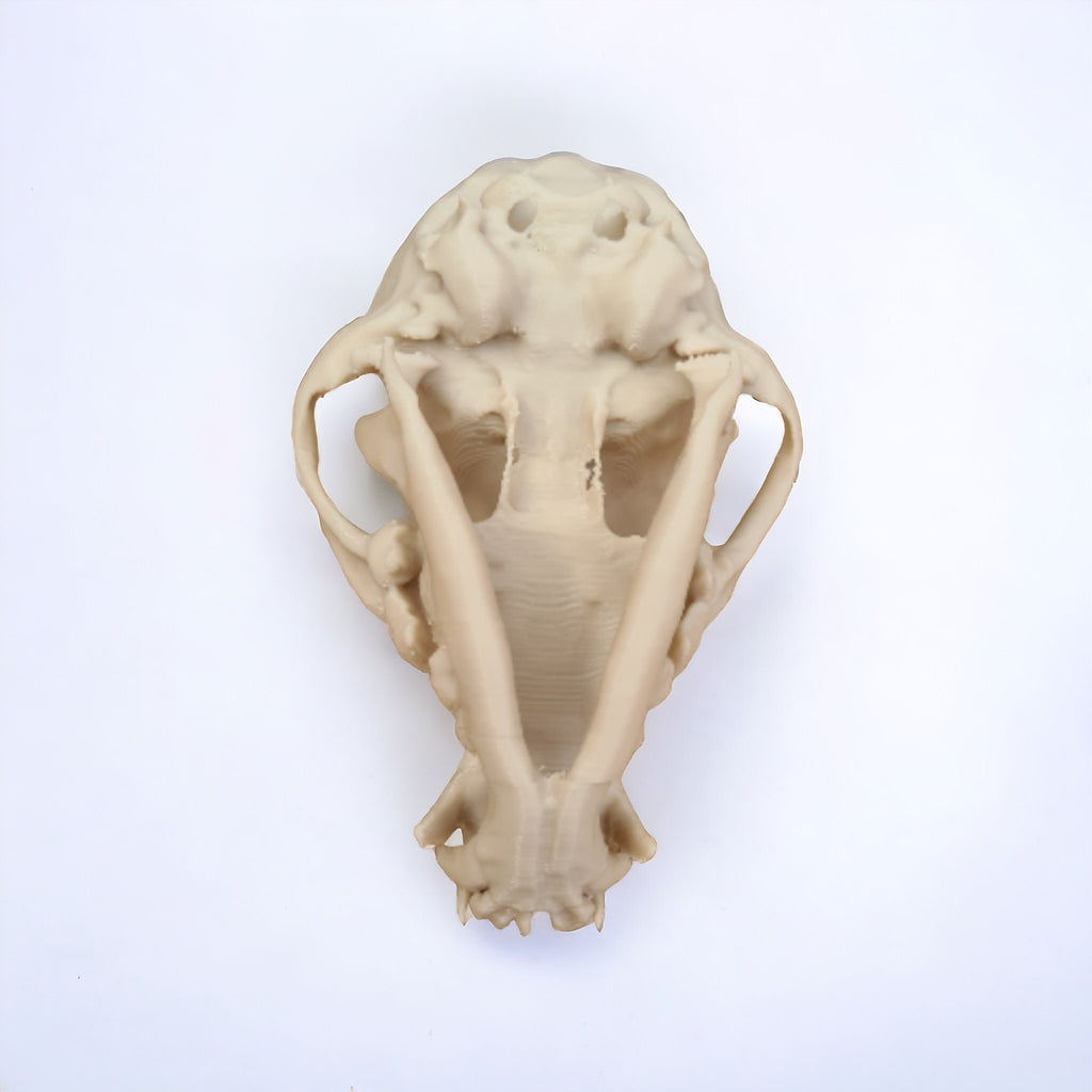 Chihuahua Skull - Life Size 3D Print