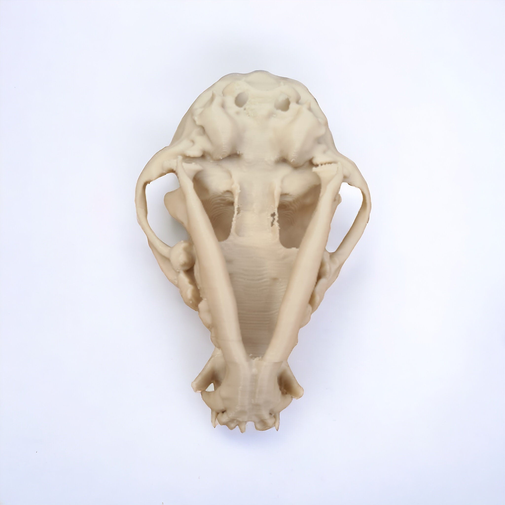 Chihuahua Skull - Life Size 3D Print