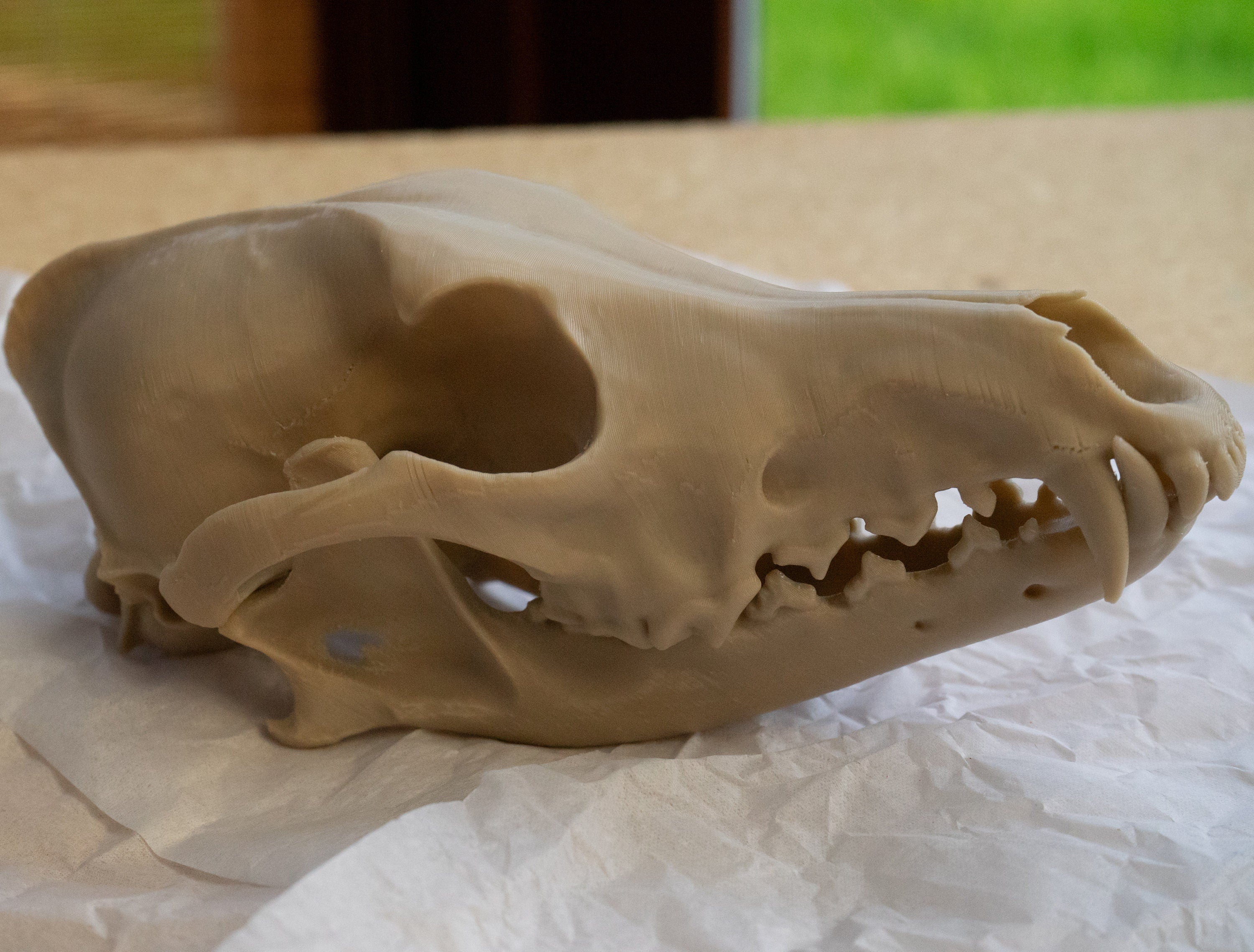 Coyote Skull - Life Size 3D Print