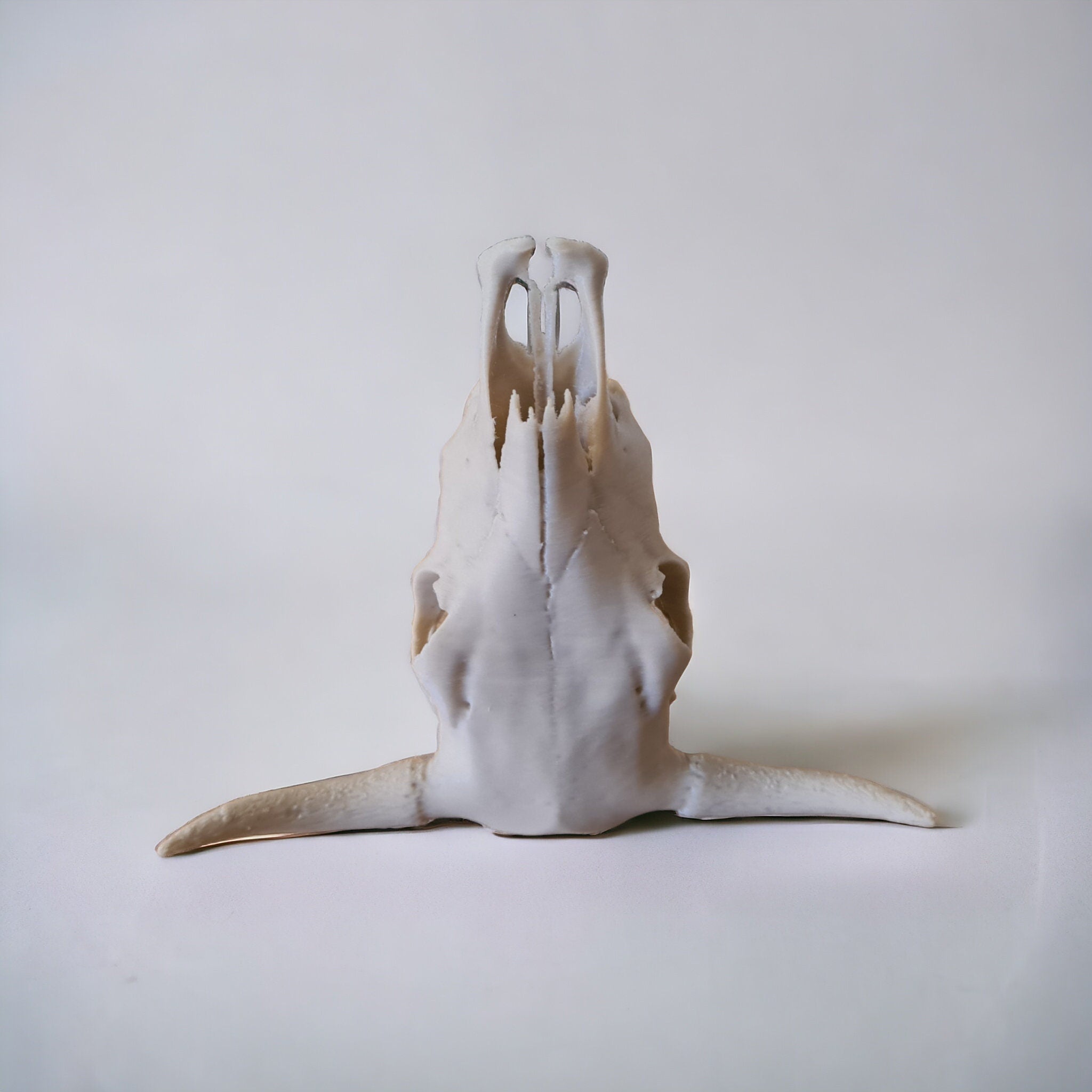 Cow Skull - 3D Print