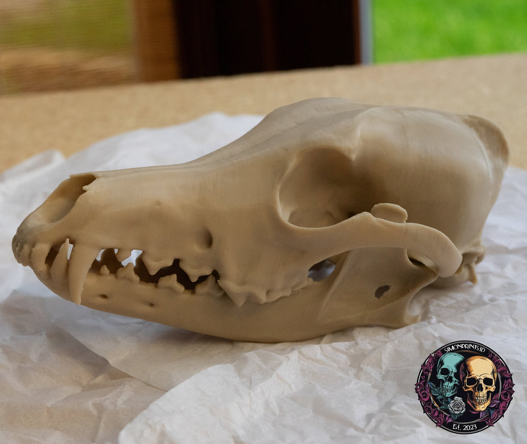 Coyote Skull - Life Size 3D Print
