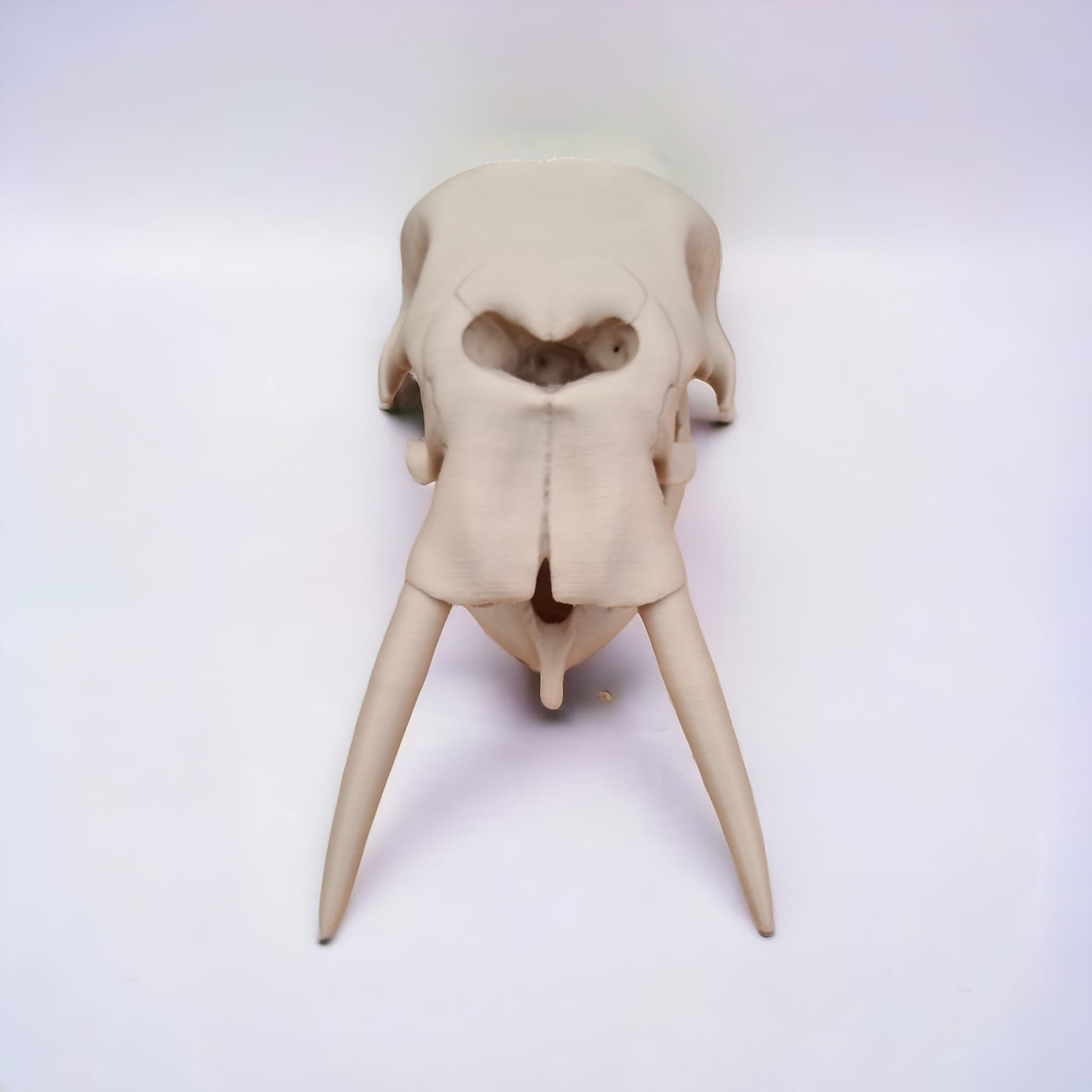 Elephant Skull - 3D Print