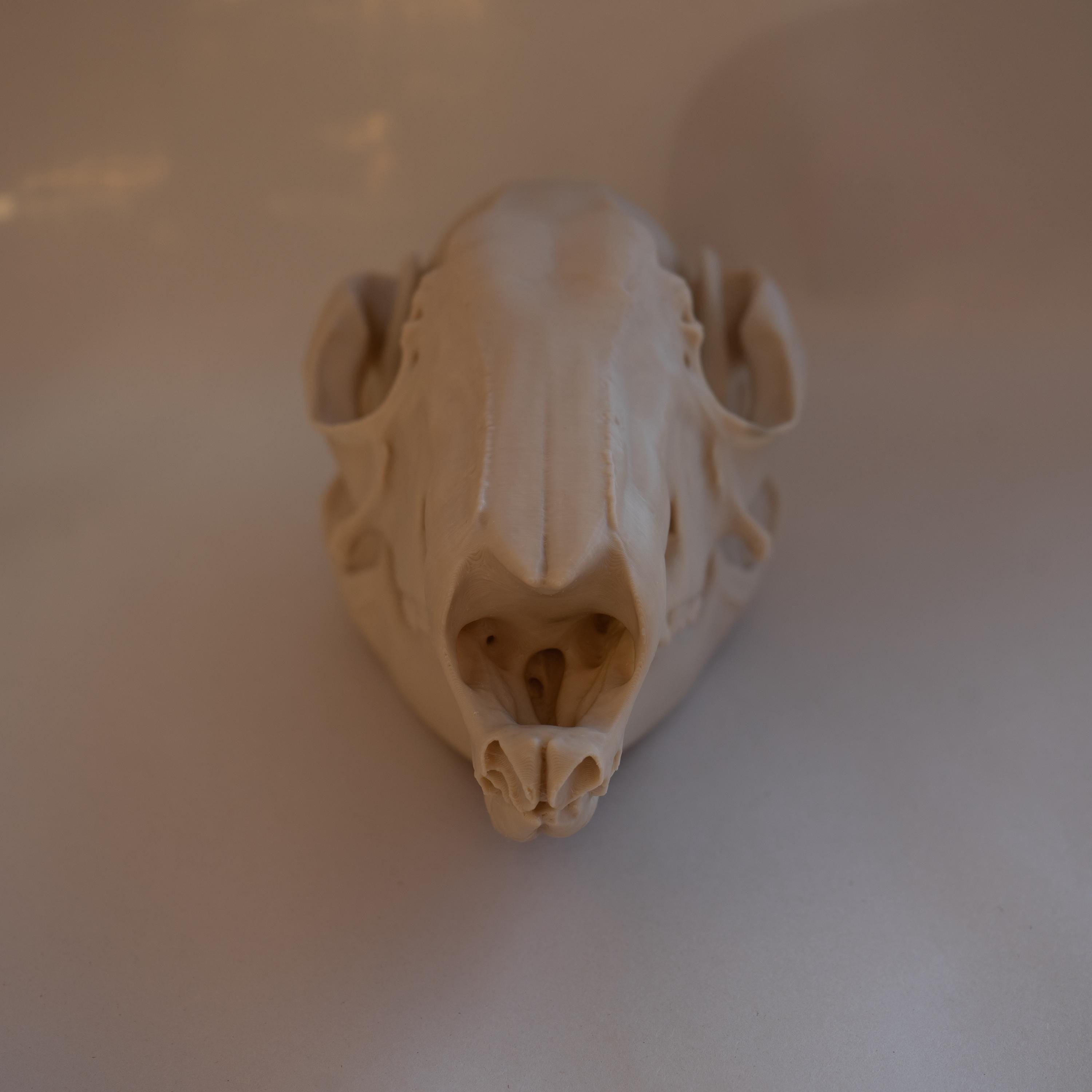 Wallaby Skull - Life Size 3D Print