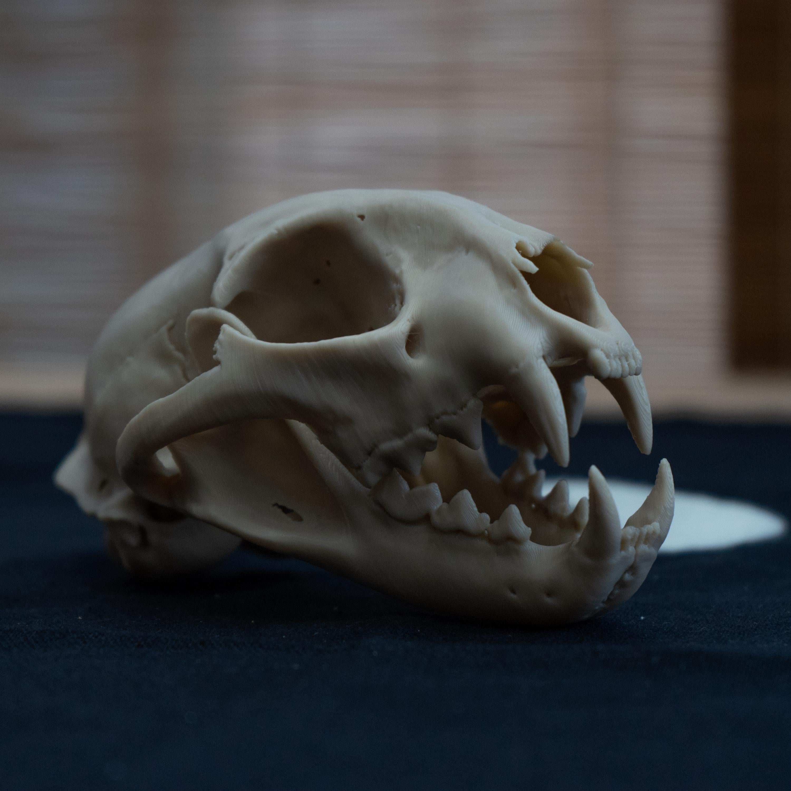 Bobcat Skull - Life Size 3D Print