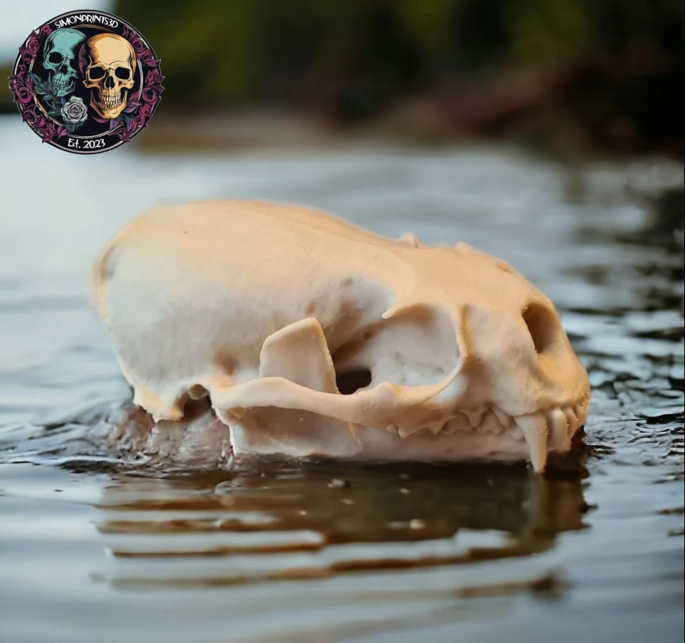 River Otter Skull - Life Size 3D Print