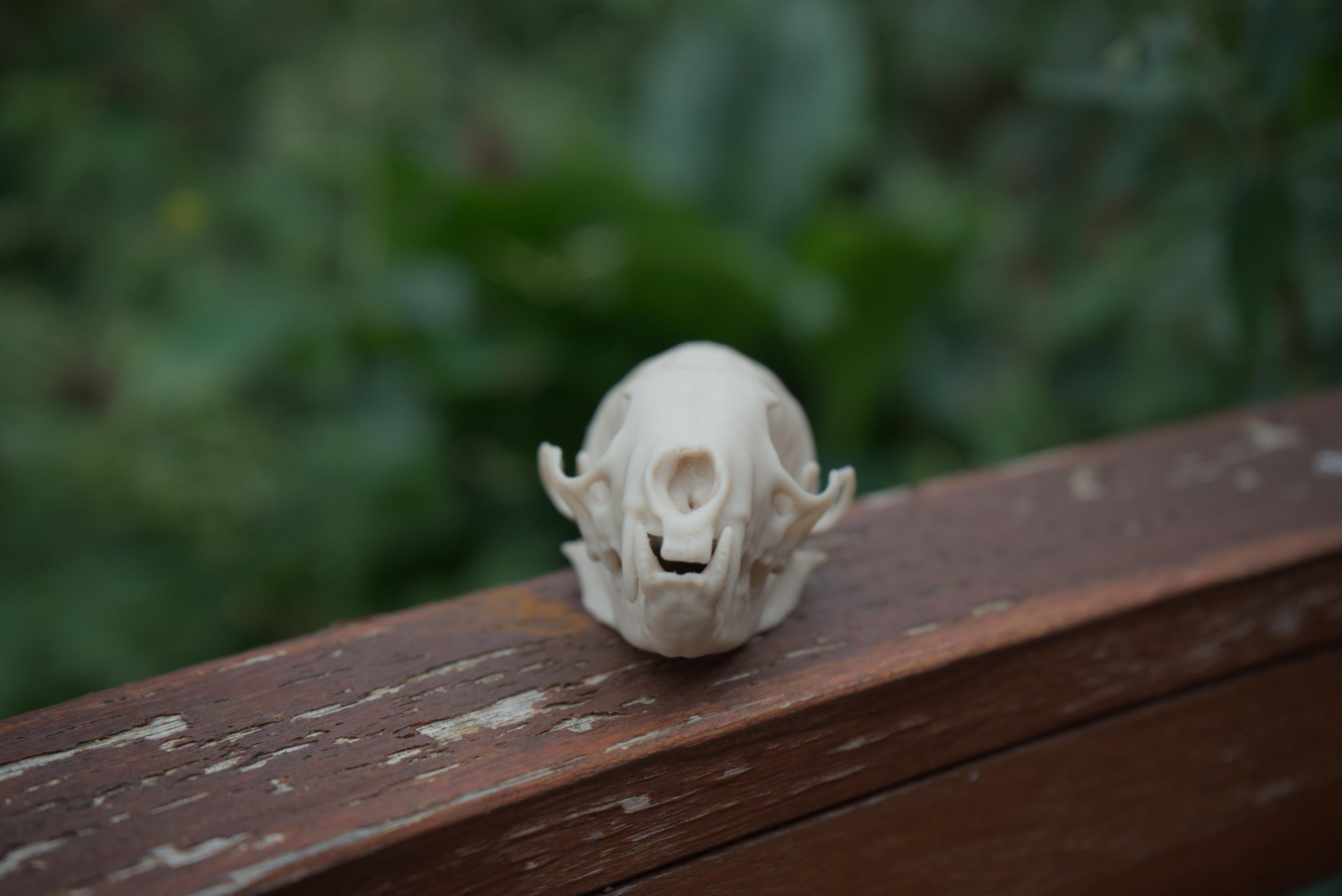 Pine Marten Skull - Life Size 3D Print