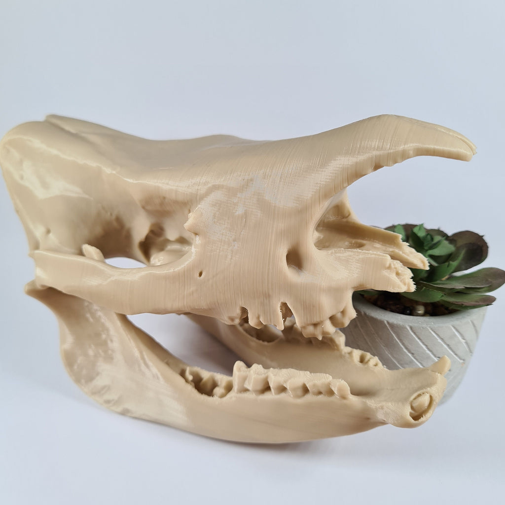 Rhinoceros Skull - 3D Print