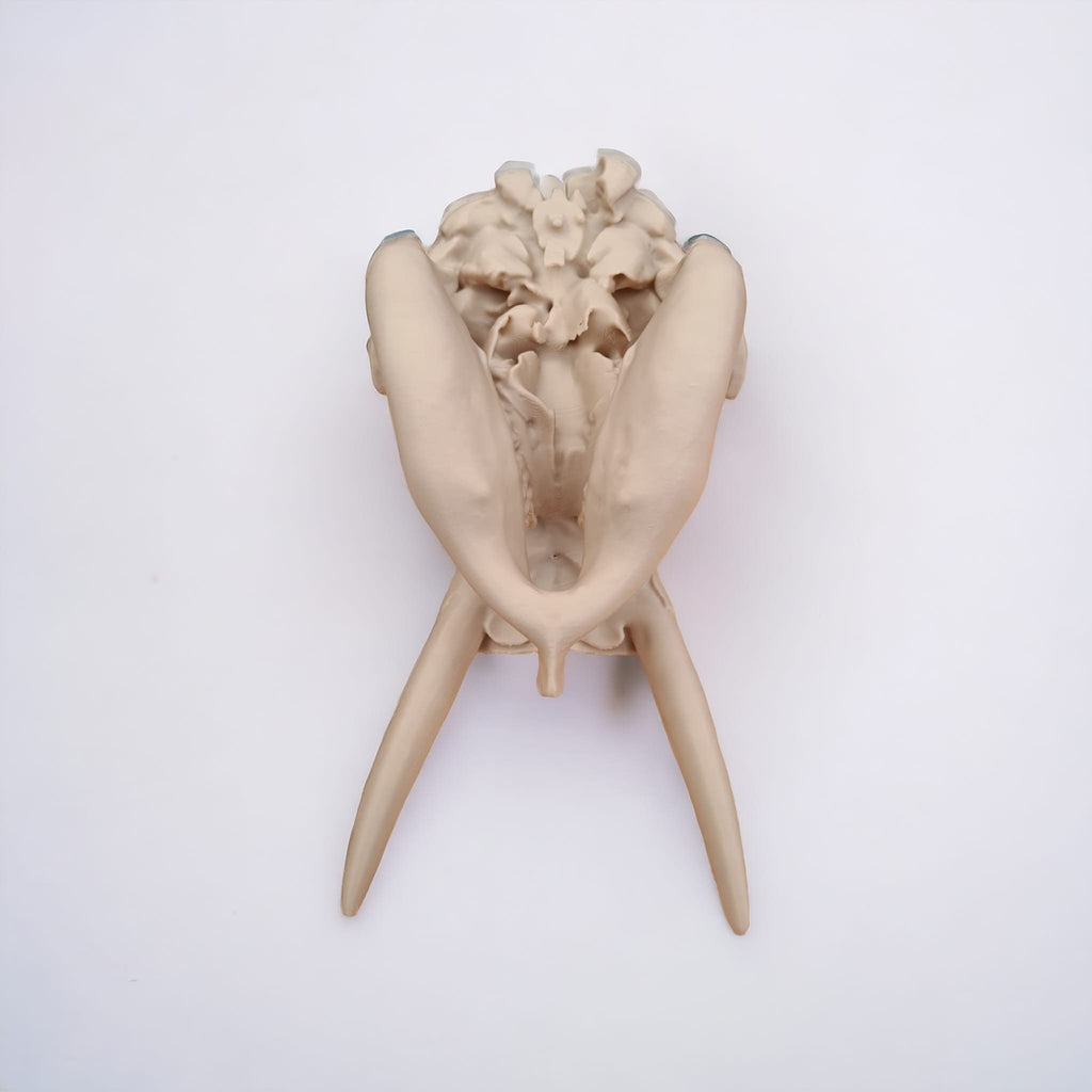 Elephant Skull - 3D Print