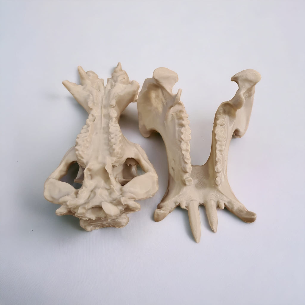 Scaled Down Hippo (Hippopotamus) Skull Replica – Realistic 3D Printed Bone Model