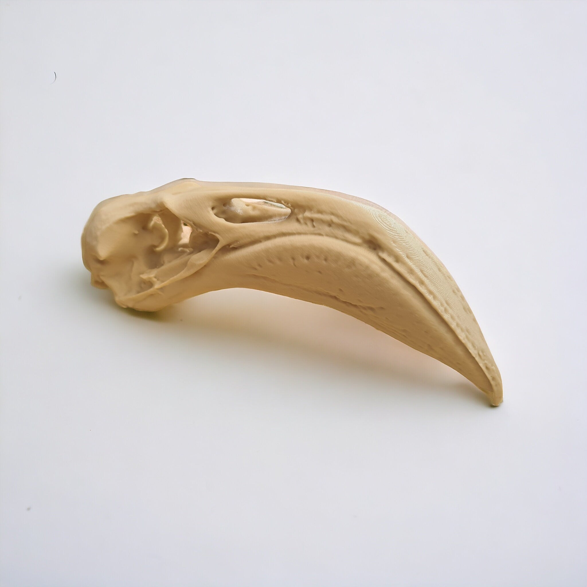 Flamingo Skull - Life Size 3D Print