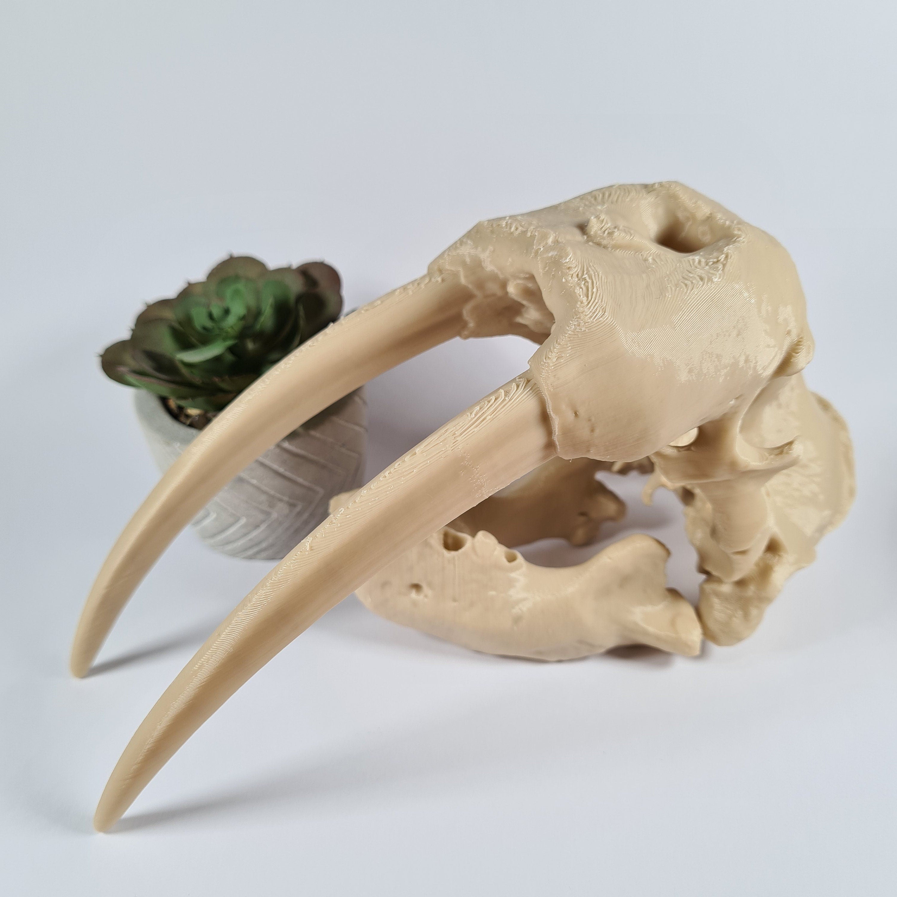 Beige claw and skull-like sculpture on a light gray background