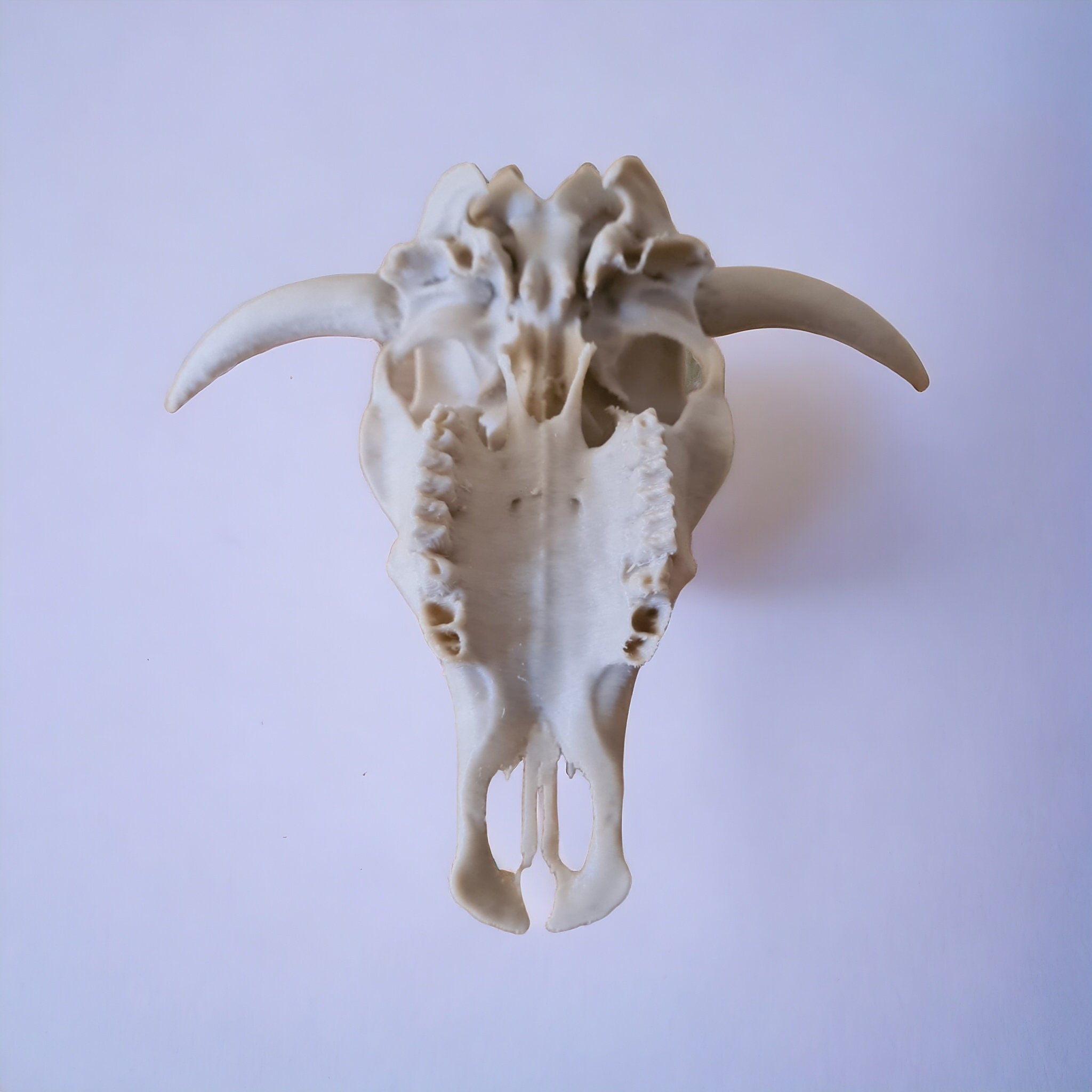 Cow Skull - 3D Print