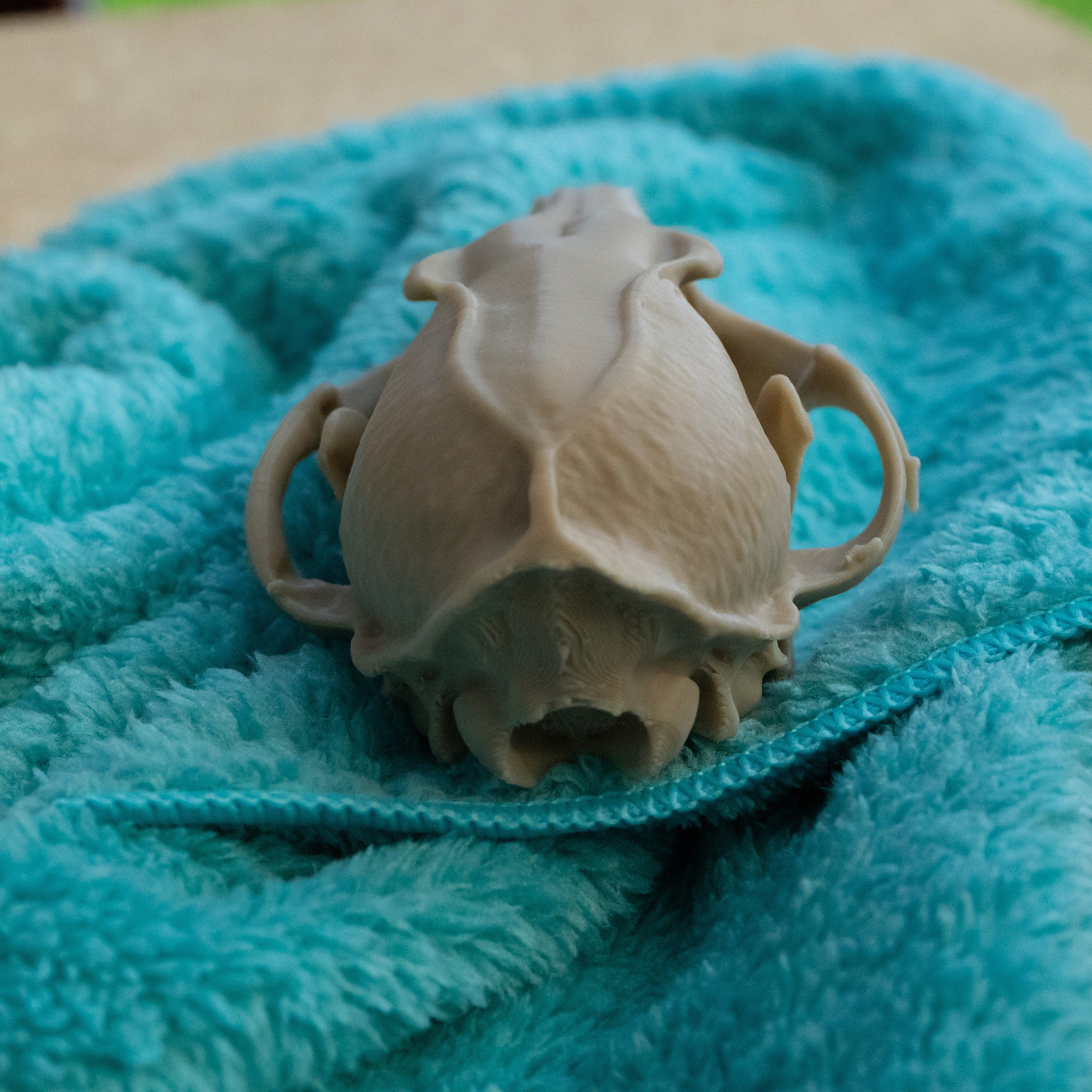 Grey Fox Skull - Life Size 3D Print