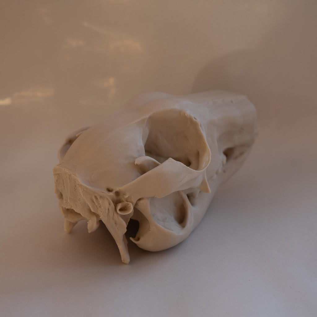 Wallaby Skull - Life Size 3D Print