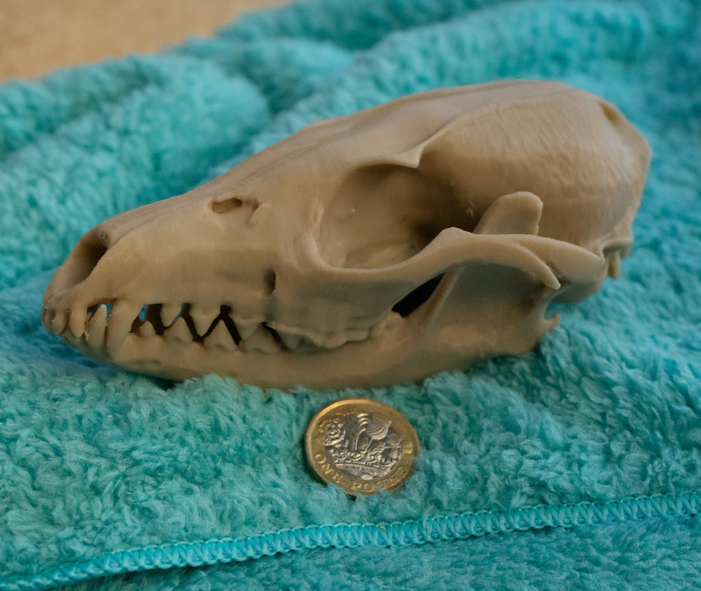 Grey Fox Skull - Life Size 3D Print