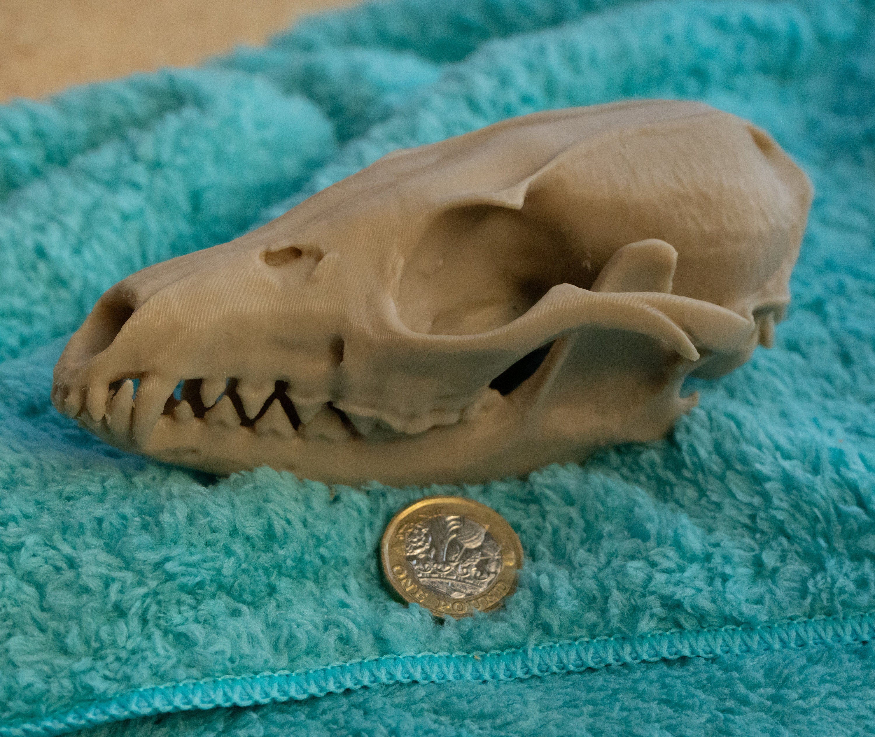 Grey Fox Skull - Life Size 3D Print