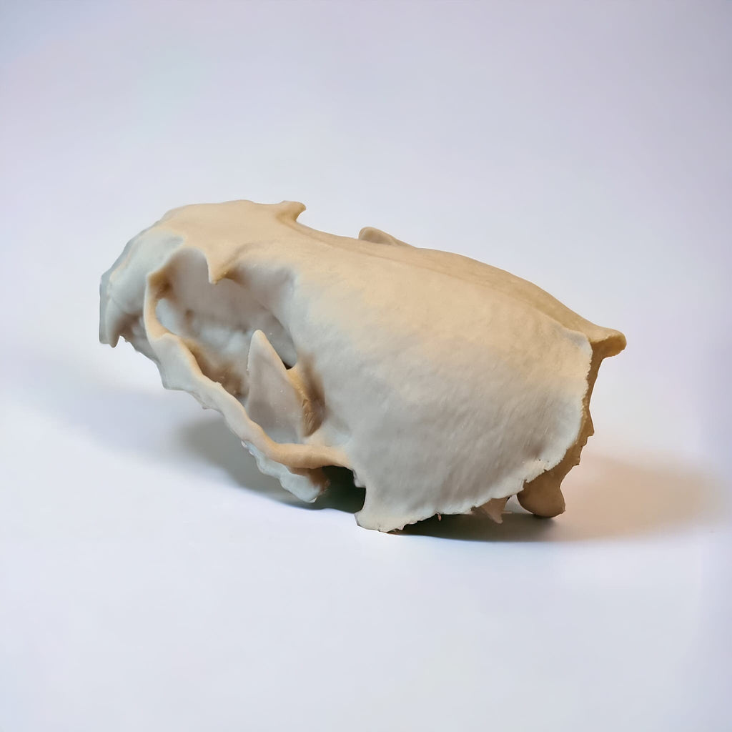 River Otter Skull - Life Size 3D Print