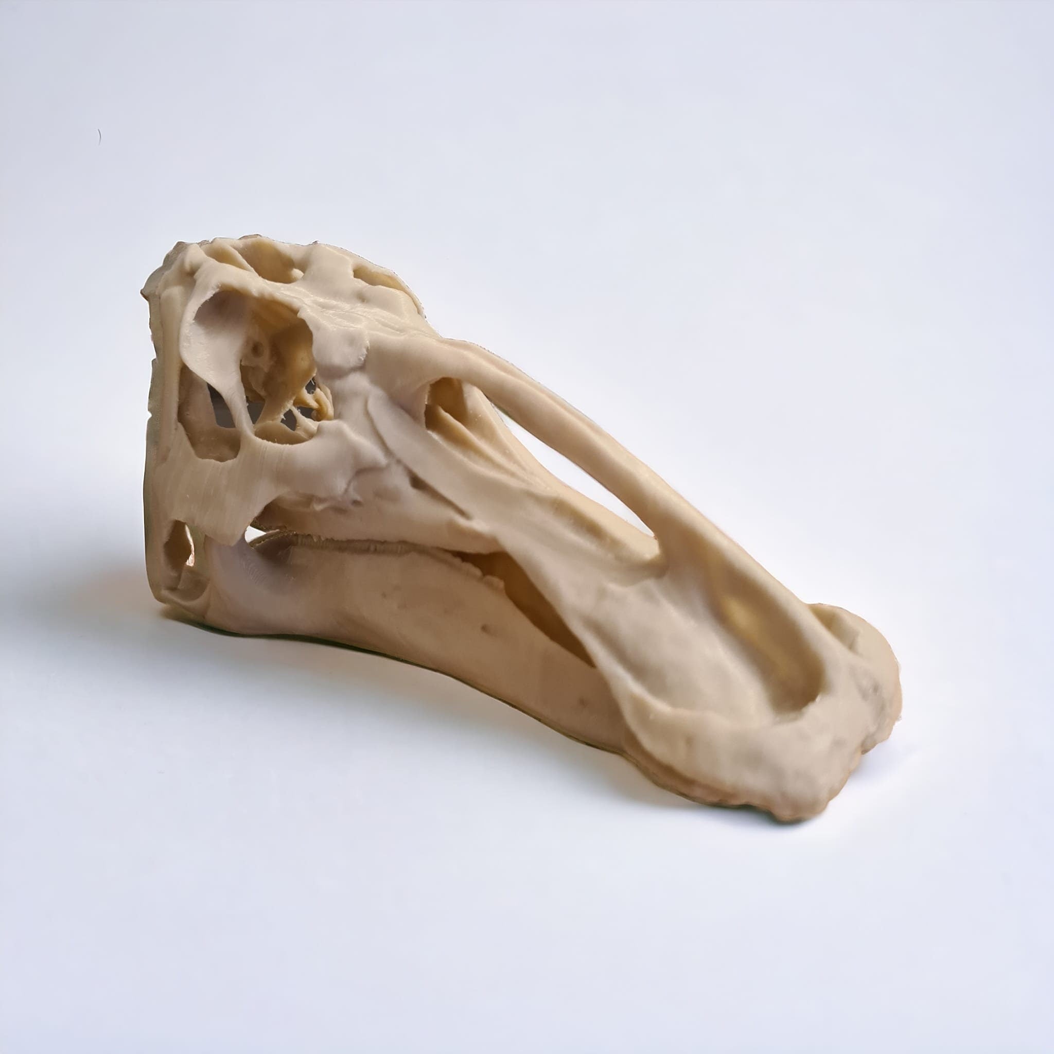 Edmontosaurus Dinosaur skull - 3D Print