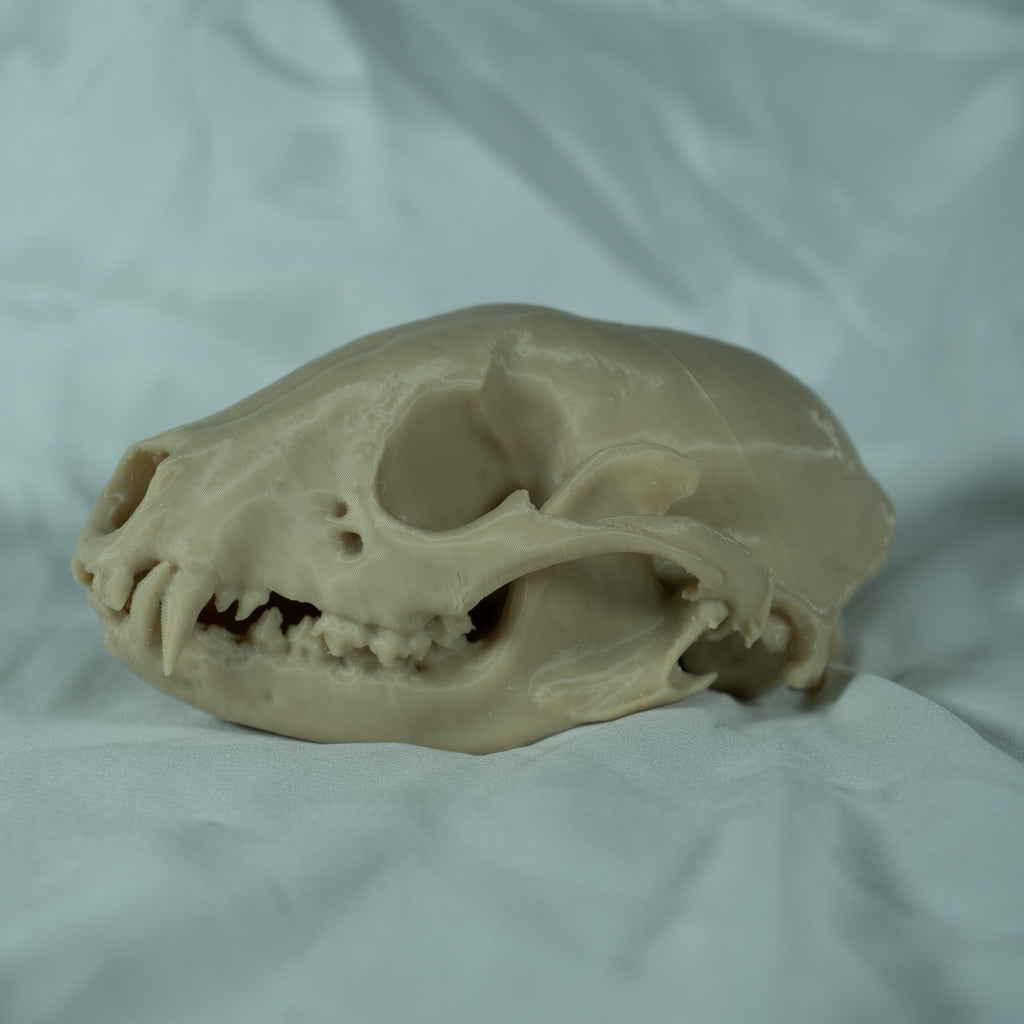 Raccoon Skull - Life Size 3D Print