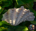 Giant Clam - 3D Print