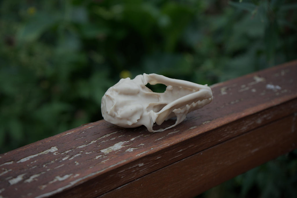 Pine Marten Skull - Life Size 3D Print