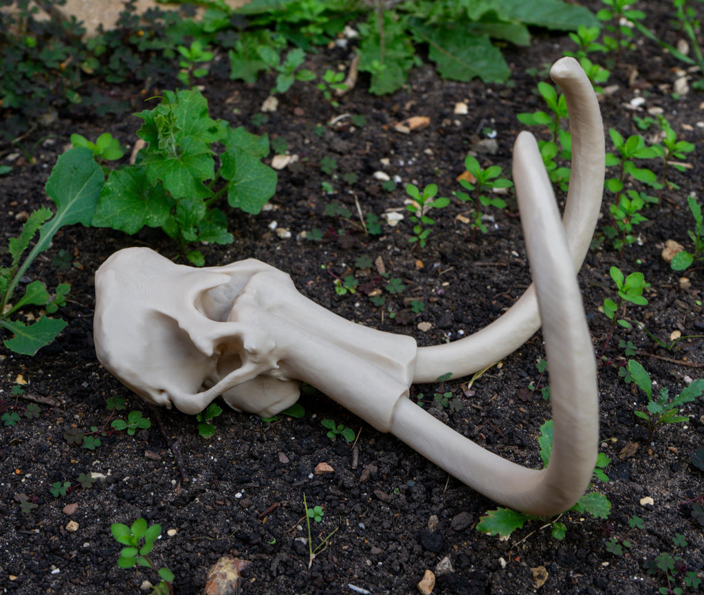 Scaled Down Woolly Mammoth Skull Replica – Realistic 3D Printed Bone Model