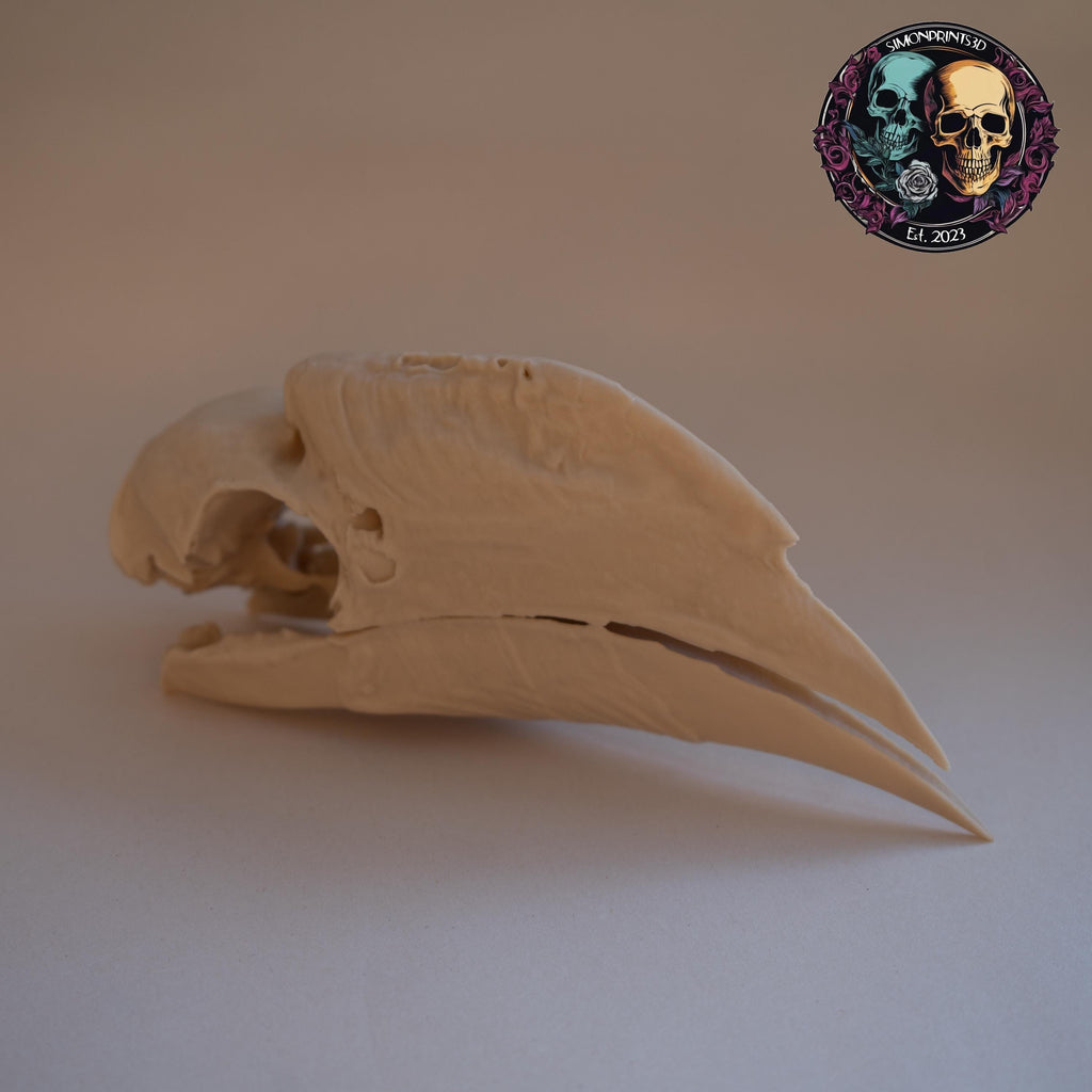White-Thighed Hornbill Skull - Life Size 3D Print