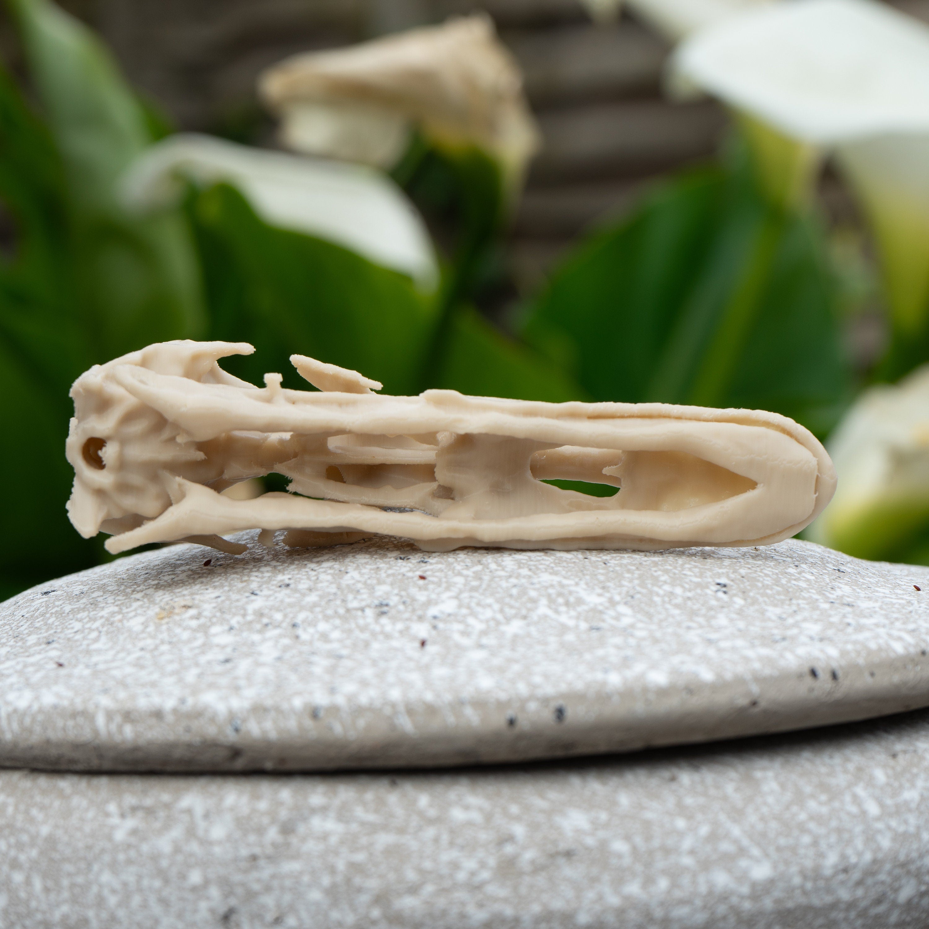 Duck Skull - Life Size 3D Print