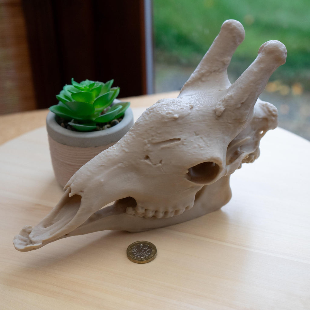 Scaled-Down Giraffe Skull Replica – Realistic 3D Printed Bone Model