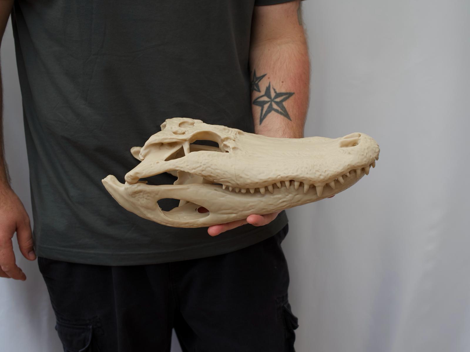 Life-Size Alligator Skull Replica – Realistic 3D Printed Bone Model