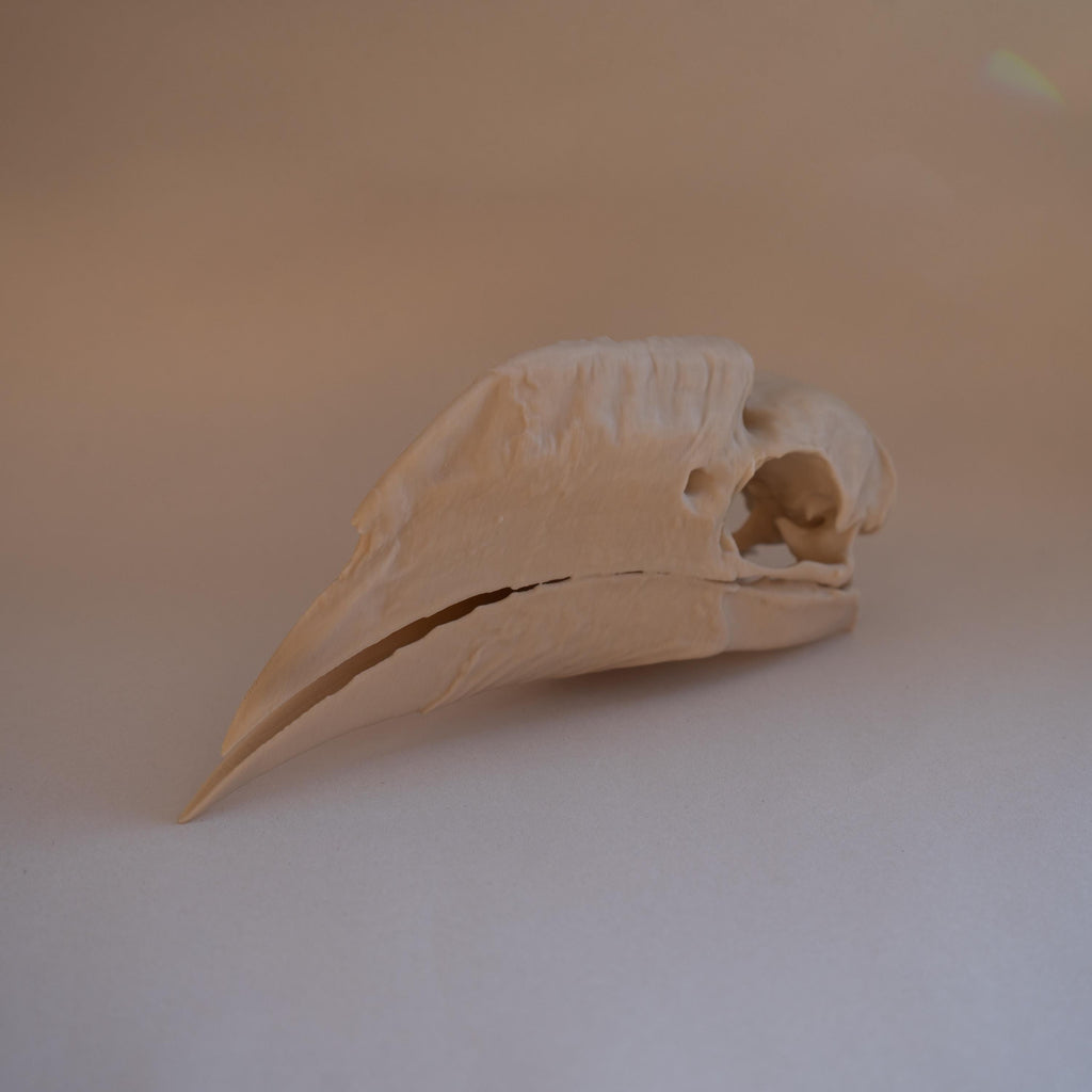 White-Thighed Hornbill Skull - Life Size 3D Print