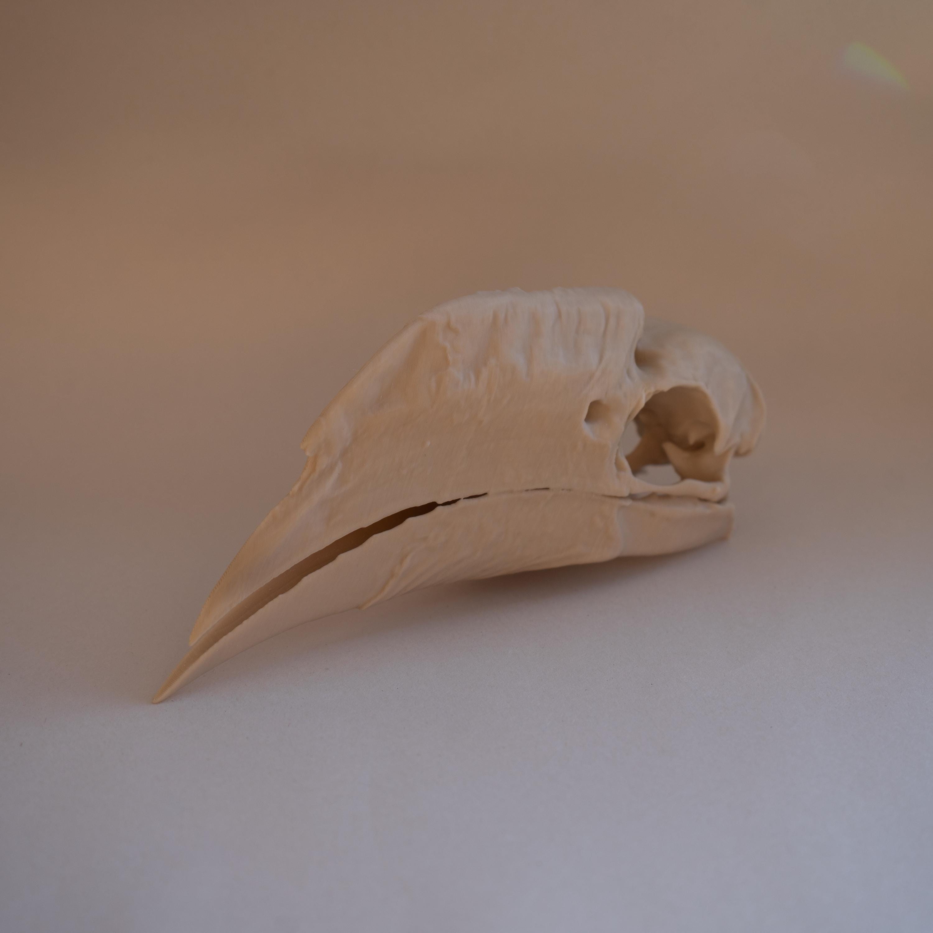 White-Thighed Hornbill Skull - Life Size 3D Print