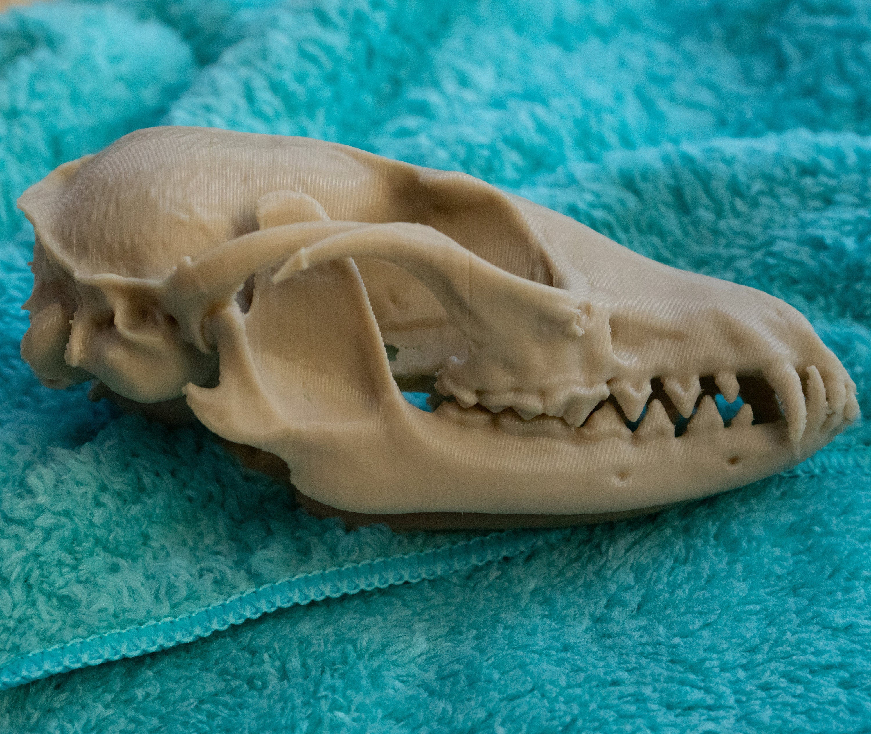 Grey Fox Skull - Life Size 3D Print