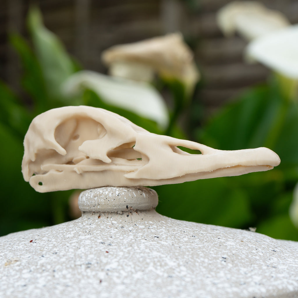 Duck Skull - Life Size 3D Print